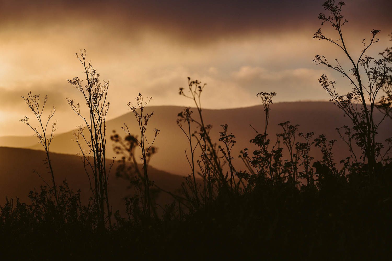 Color landscape photograph taken near San Francisco in California showing plants in foreground and mountains in the distance at dusk