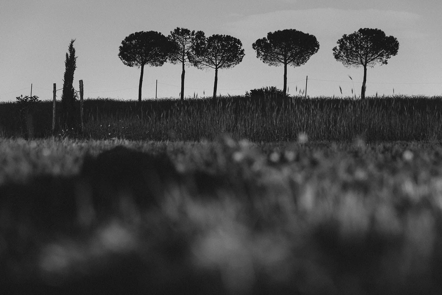 BLACK AND WHITE LANDSCAPE PHOTO TAKEN IN ROME ITALY SHOWING TREES AND GRASS
