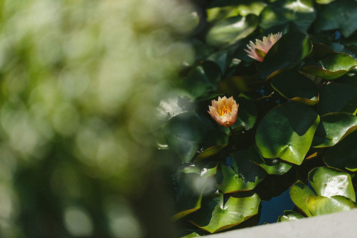 A DETAILED IMAGE OF WATER LILLIES TAKEN AT THE NEW ENGLAND BOTANICAL GARDEN BY LANDSCAPE PHOTOGRAPHER AND VIDEOGRAPHER ROBERTO FARREN