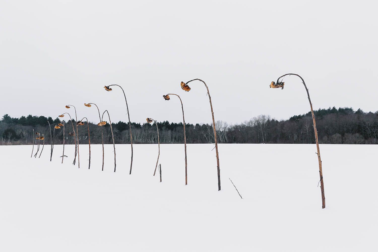 Color landscape photograph of dead sunflowers left in a snow covered field in Concord Massachusetts with tree in bacground