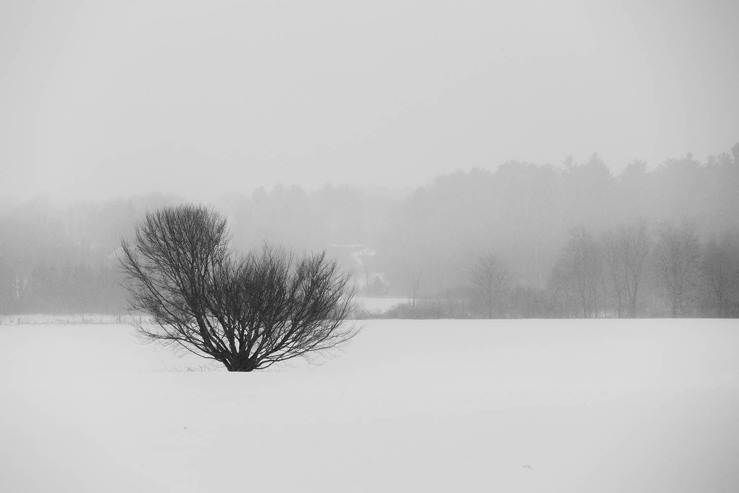 WINTER PHOTOGRAPHY LANDSCAPE IN BOSTON MASSACHUSETTS TREE IN THE SNOW