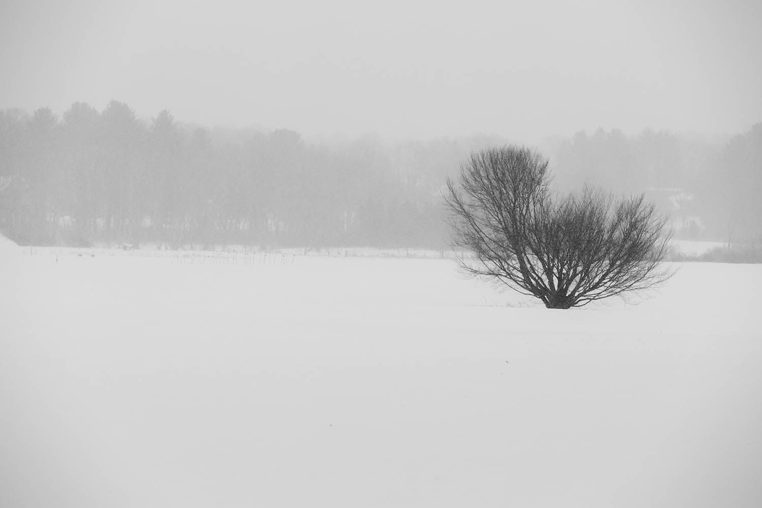 WINTER PHOTOGRAPHY LANDSCAPE IN BOSTON MASSACHUSETTS TREE ON THE RIGHT