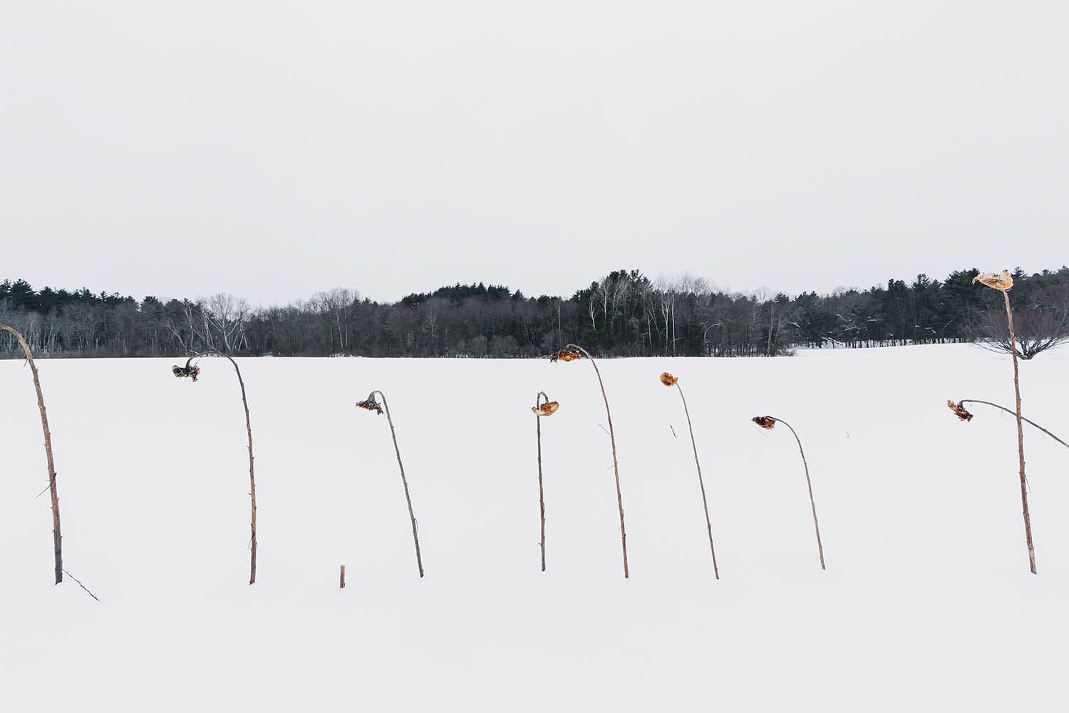 Color landscape photograph showing dead sunflowers in a snow covered field by architecture and landscape photographer Roberto Farren