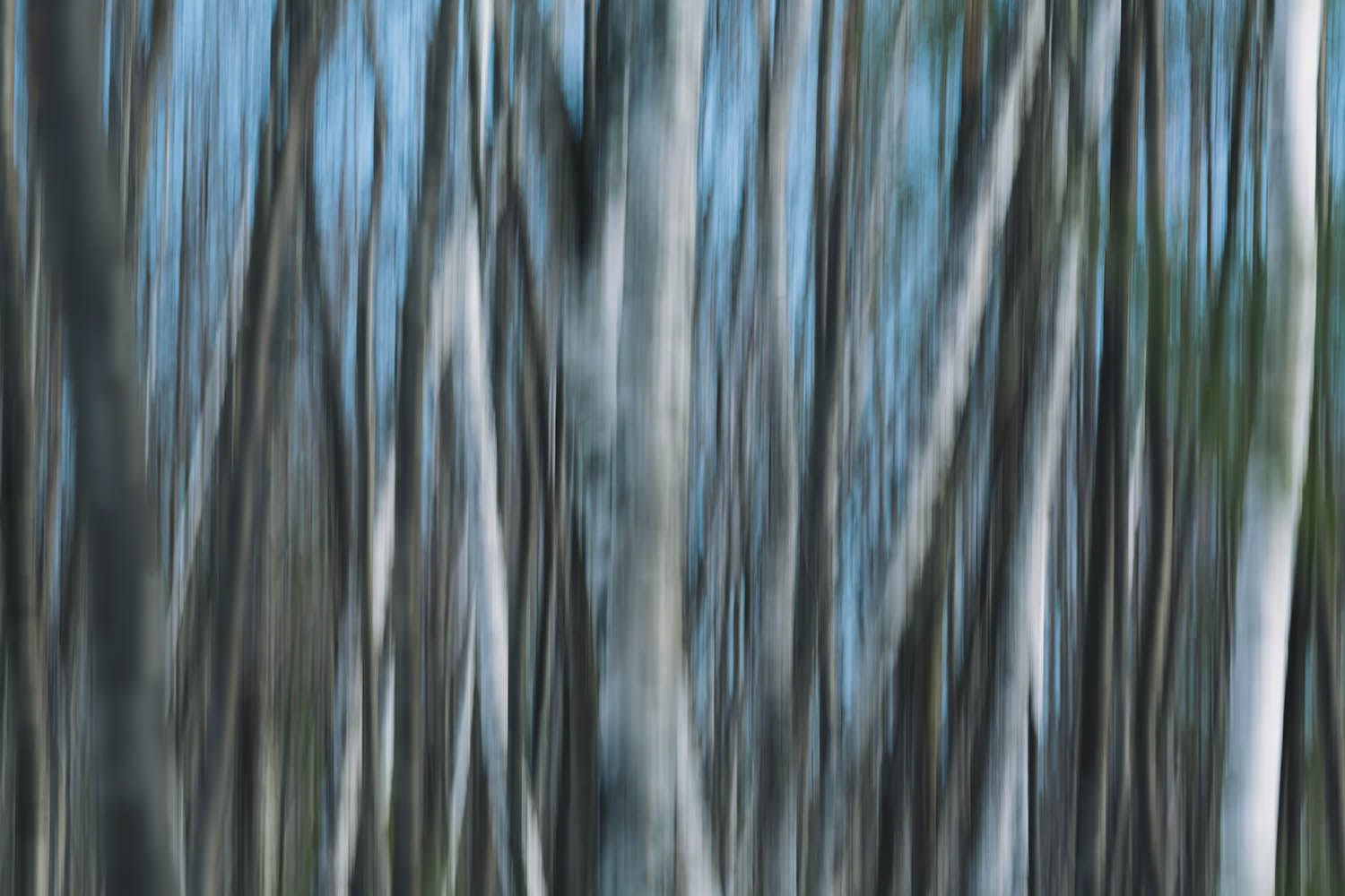 Abstract landscape photography image of trees blurred to create artist patterns and lines