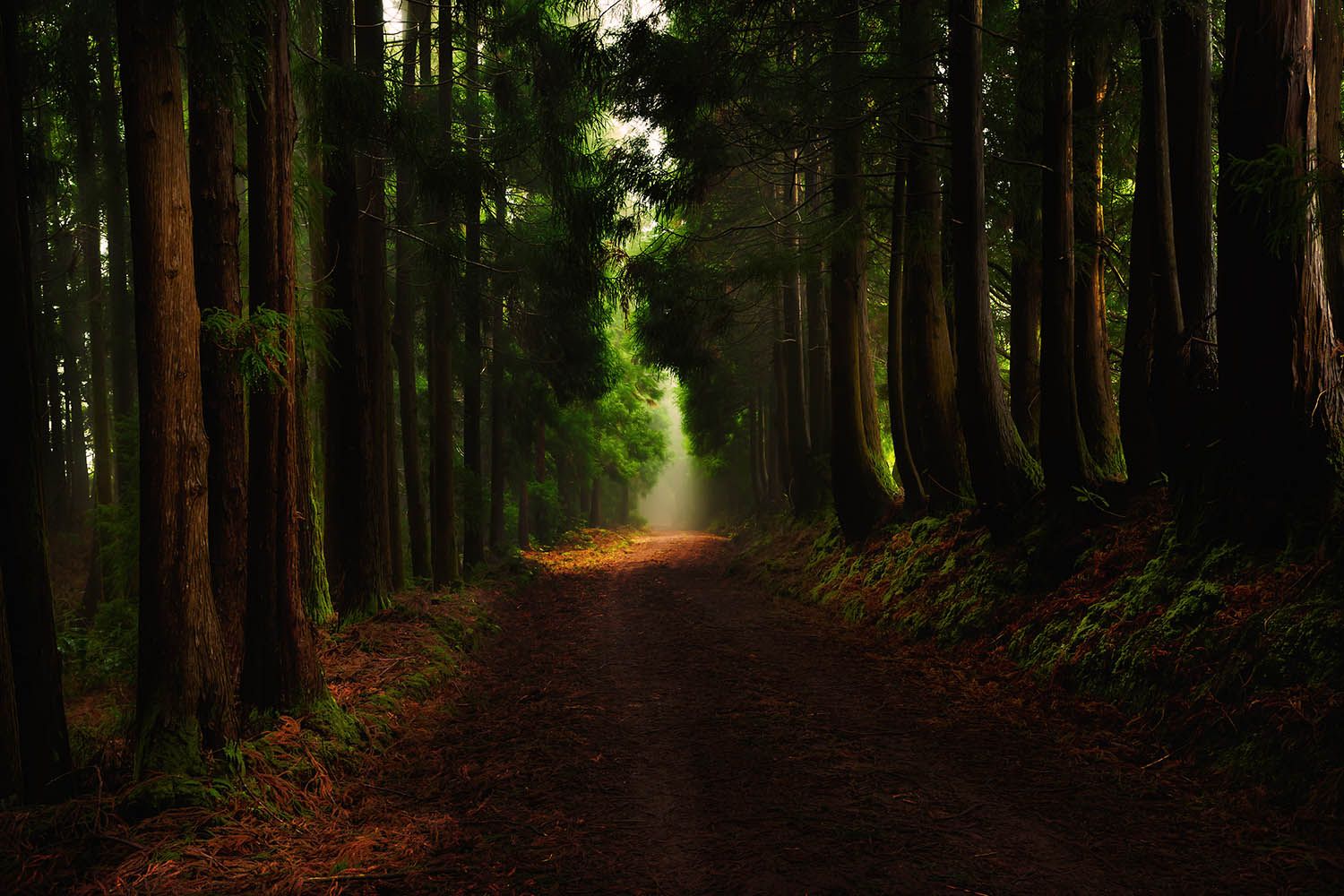 Color landscape photograph of Terceira Island in the Azores Portugal, showing a glimmer of light through trees down a long hiking trail
