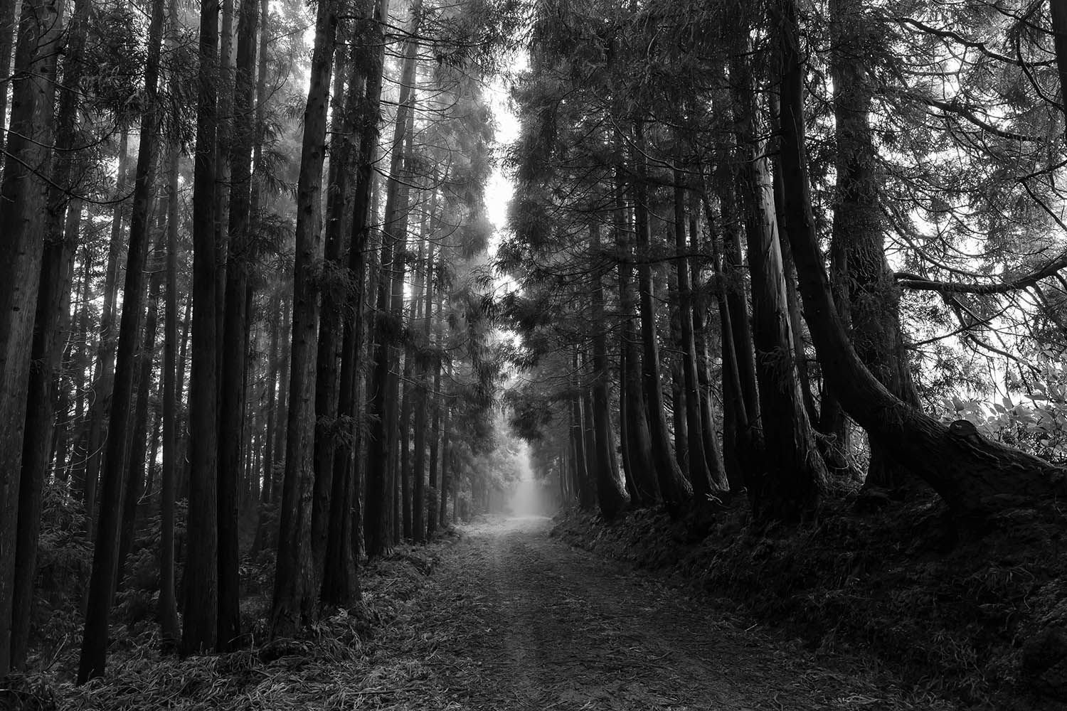 BLACK AND WHITE LANDSCAPE PHOTOGRAPH TAKEN IN THE AZORES INTERIOR OF ISLAND WITH FOG IN THE TREES