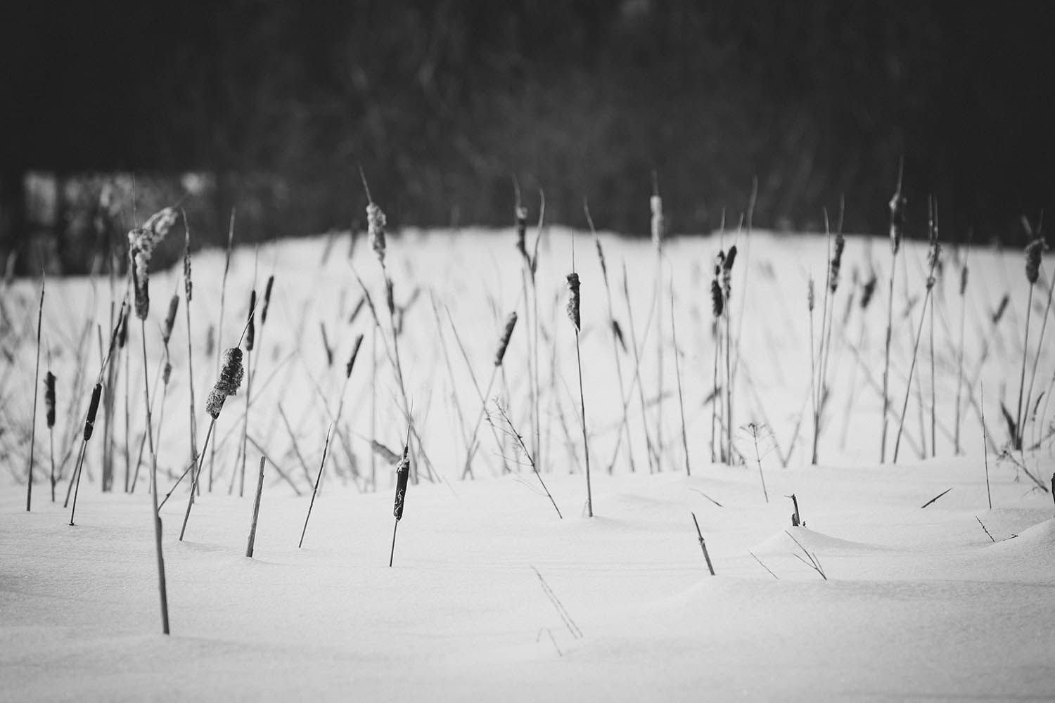 WINTER PHOTOGRAPHY LANDSCAPE IN BOSTON MASSACHUSETTS