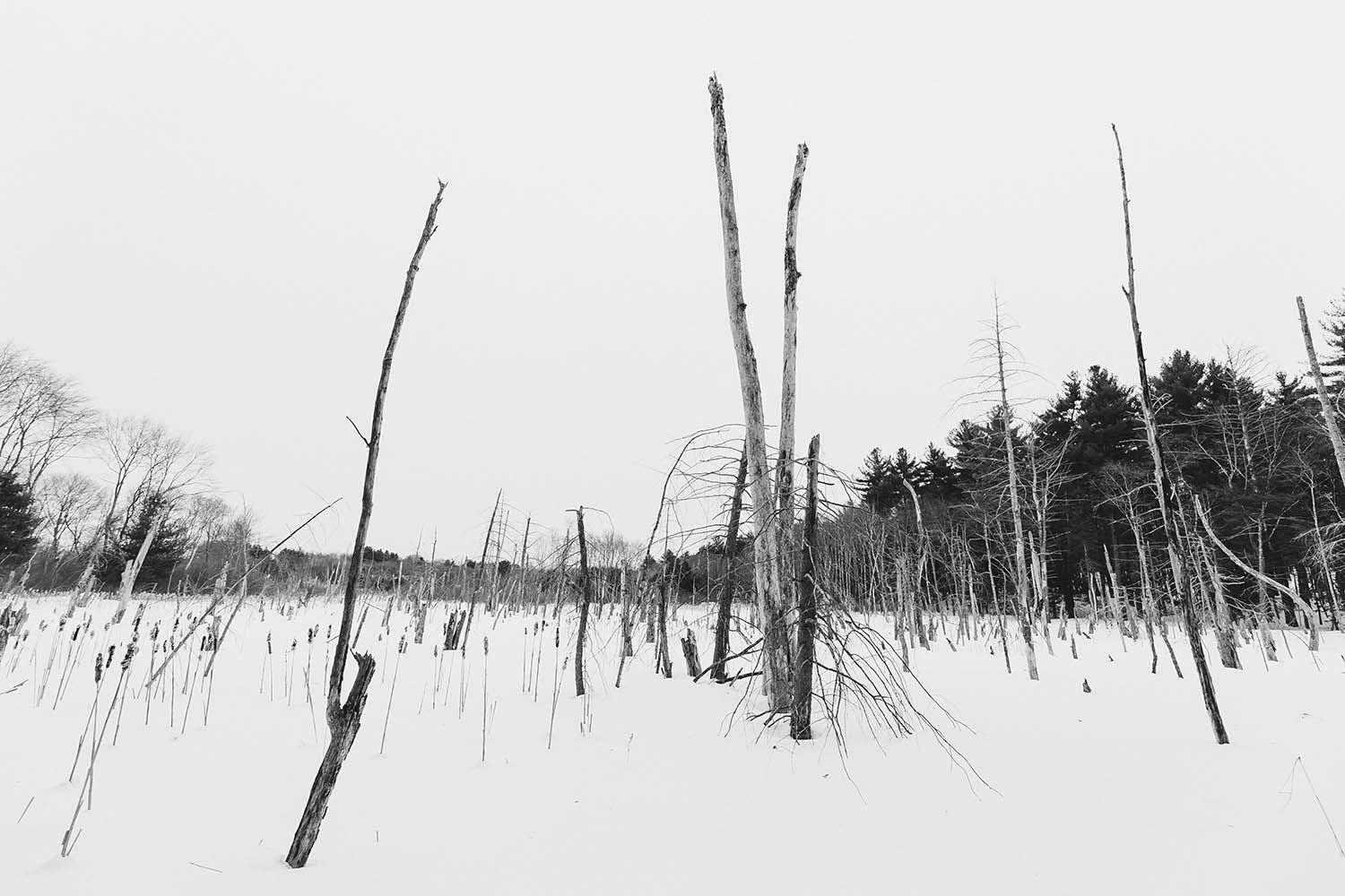WINTER PHOTOGRAPHY LANDSCAPE IN BOSTON MASSACHUSETTS DEAD TREE IN THE SNOW