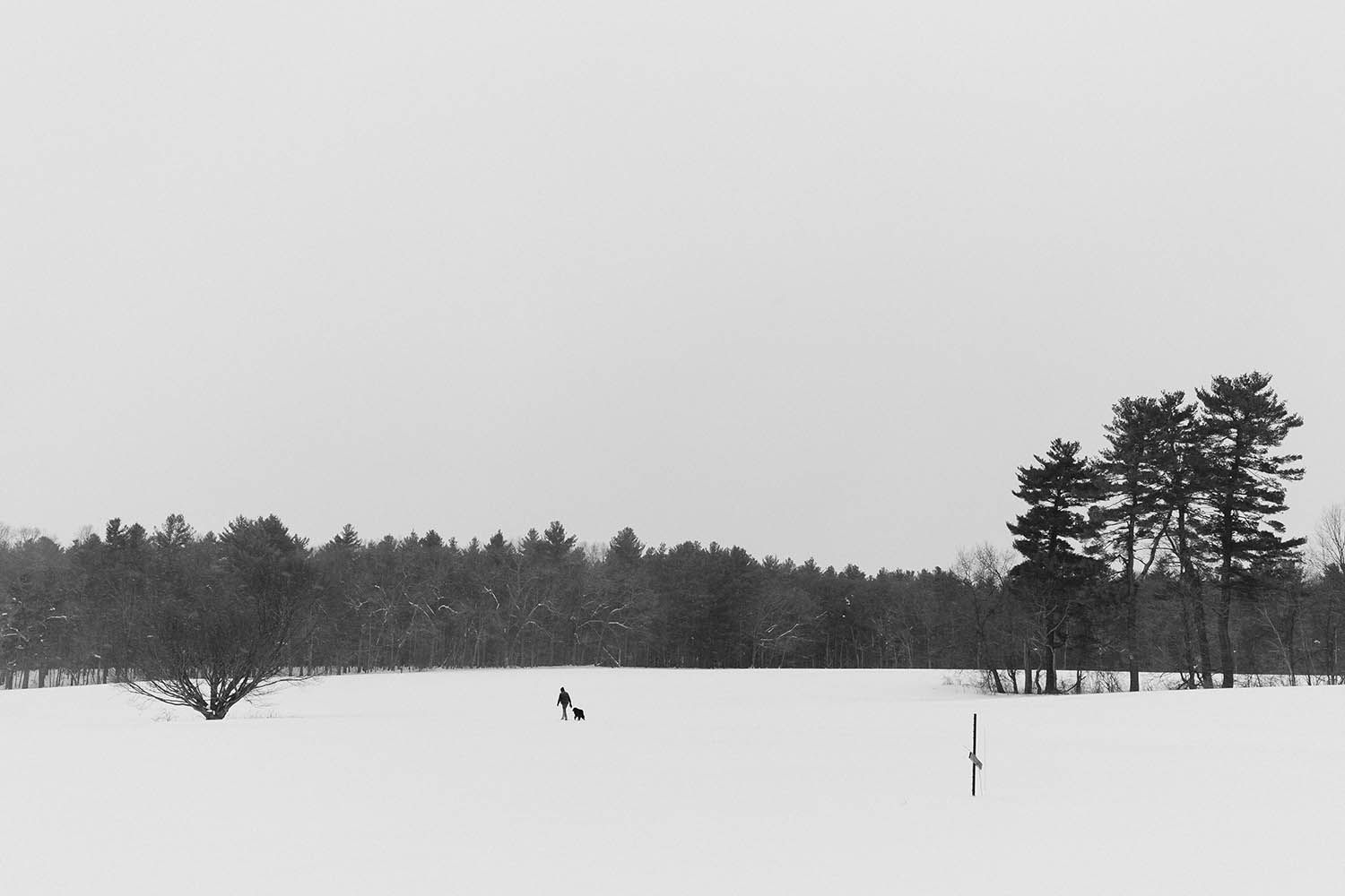 WINTER LANDSCAPE PHOTO IN BLACK AND WHITE OF TREE IN THE SNOW NEAR BOSTON WITH PEOPL WALKING THROUGH THE SCENE