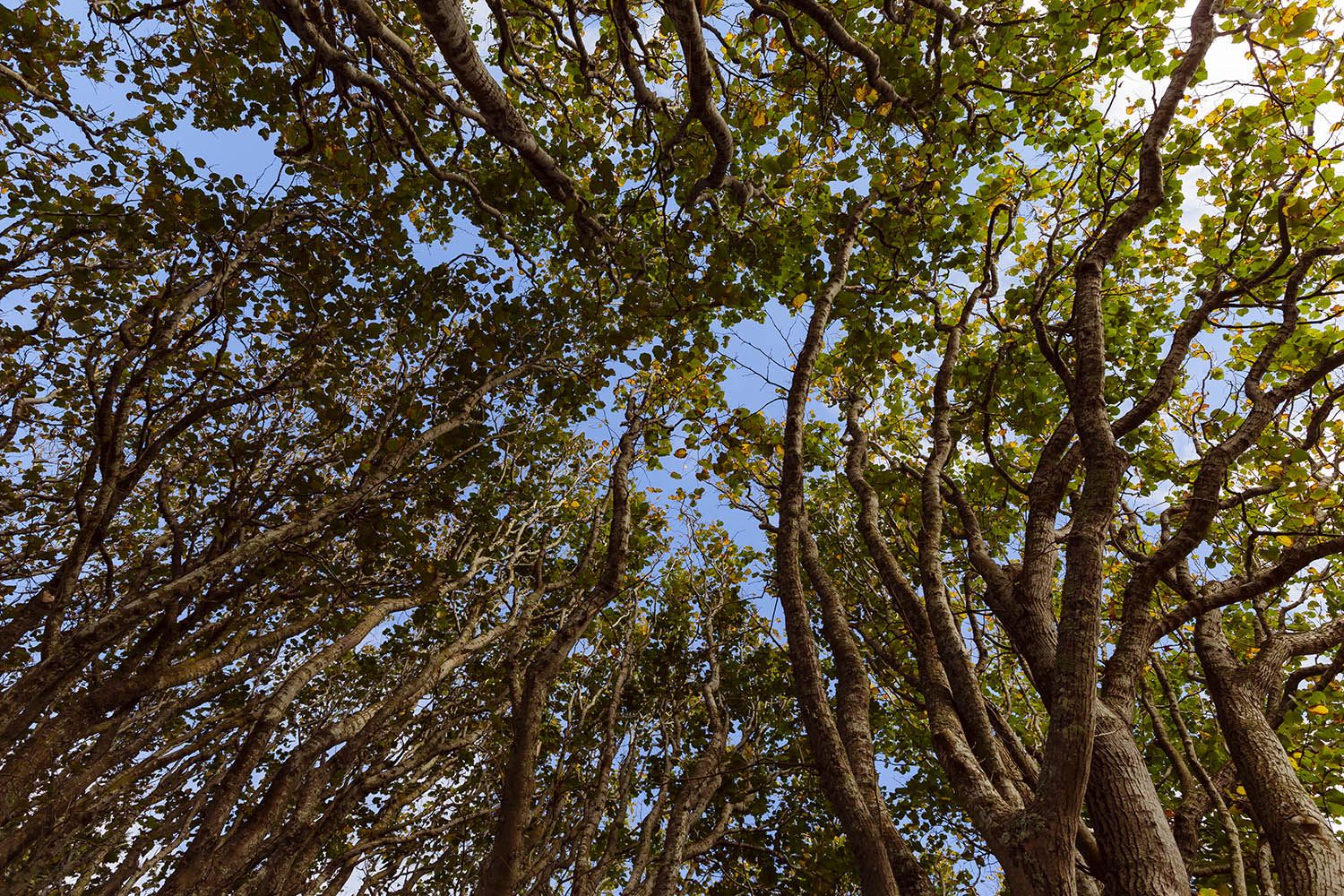 Abstract landscape photograph of trees in the Azores looking up through the branches which have created a pattern.