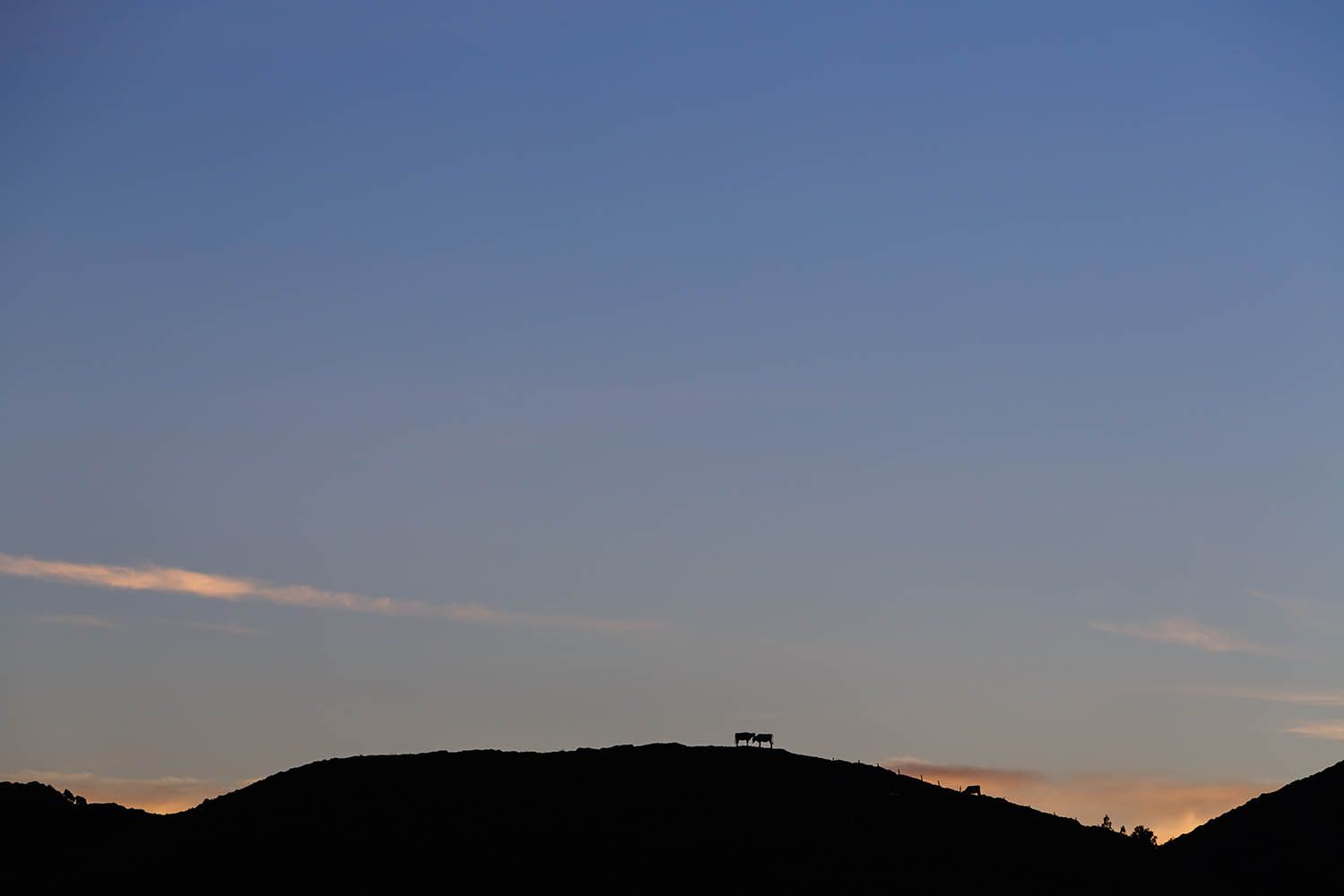 Color landscape photograph of Terceira Island in the Azores Portugal, showing cows silhouetted on the top mountain at dusk