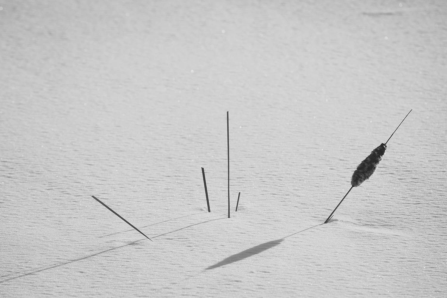WINTER LANDSCAPE PHOTOGRAPH OF PLANTS OUT OF SNOW