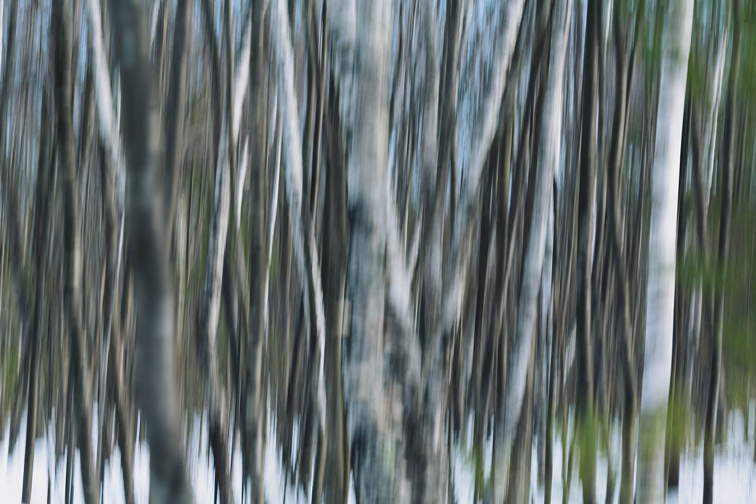 Abstract landscape photography image of trees blurred to create artist patterns and lines
