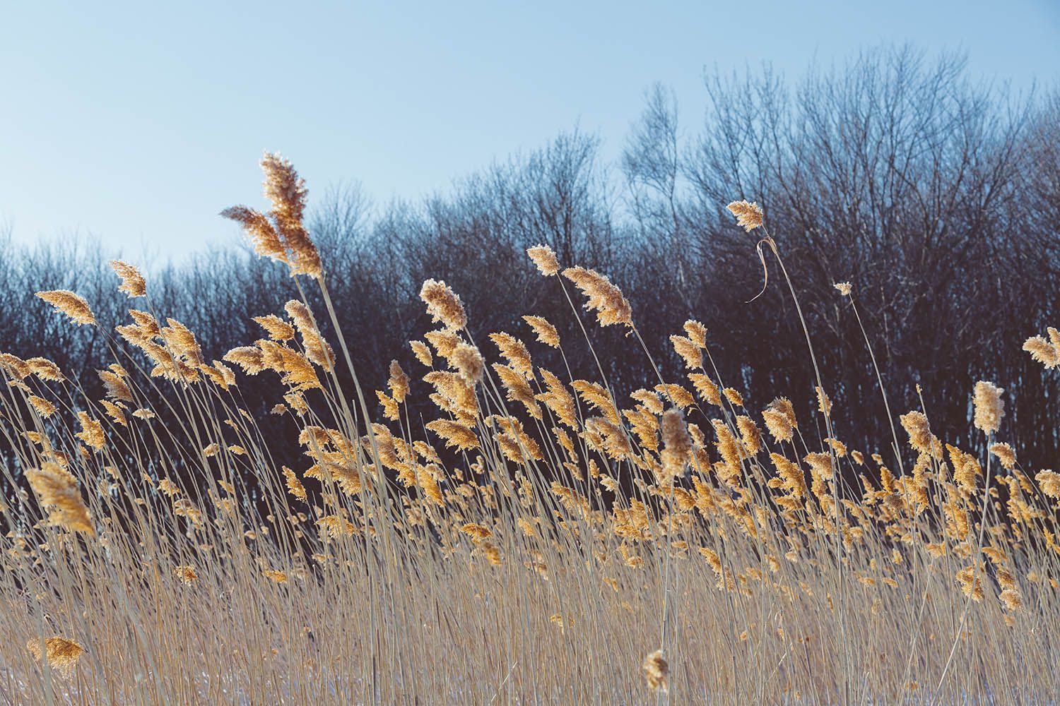 Color landscape photograph showing marsh plants in Maine during the winter months by architecture and landscape photographer Roberto Farren