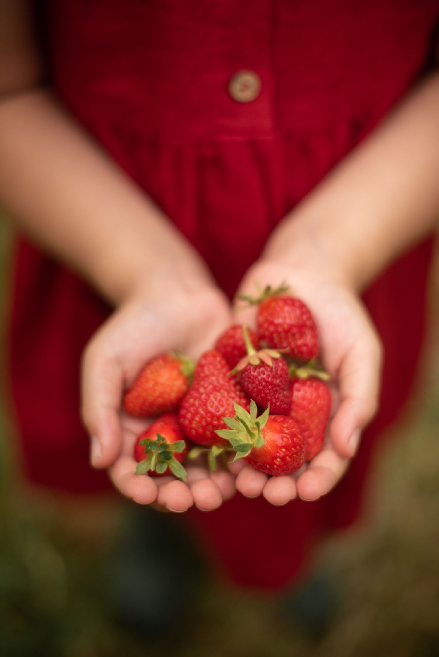 Fresh ripe strawberries being held in cupped hands against a red dress background.