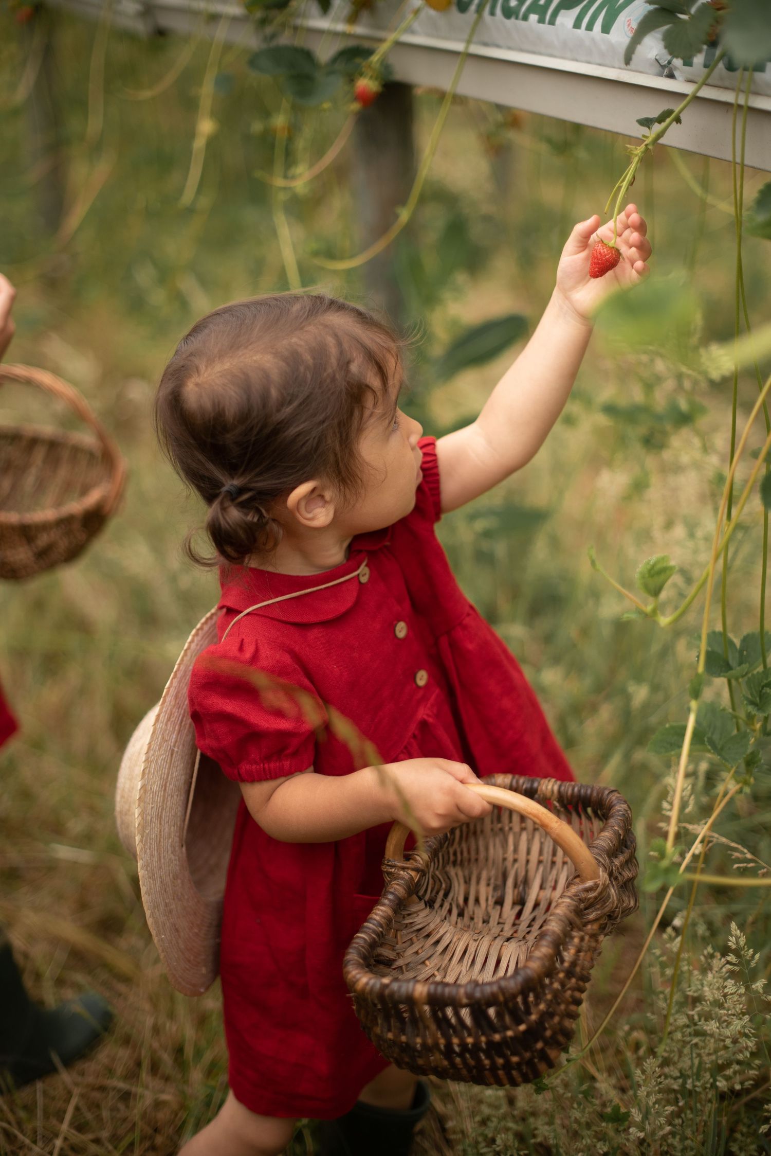 Young child in red dress reaches up to harvest from garden while holding woven basket in outdoor setting.