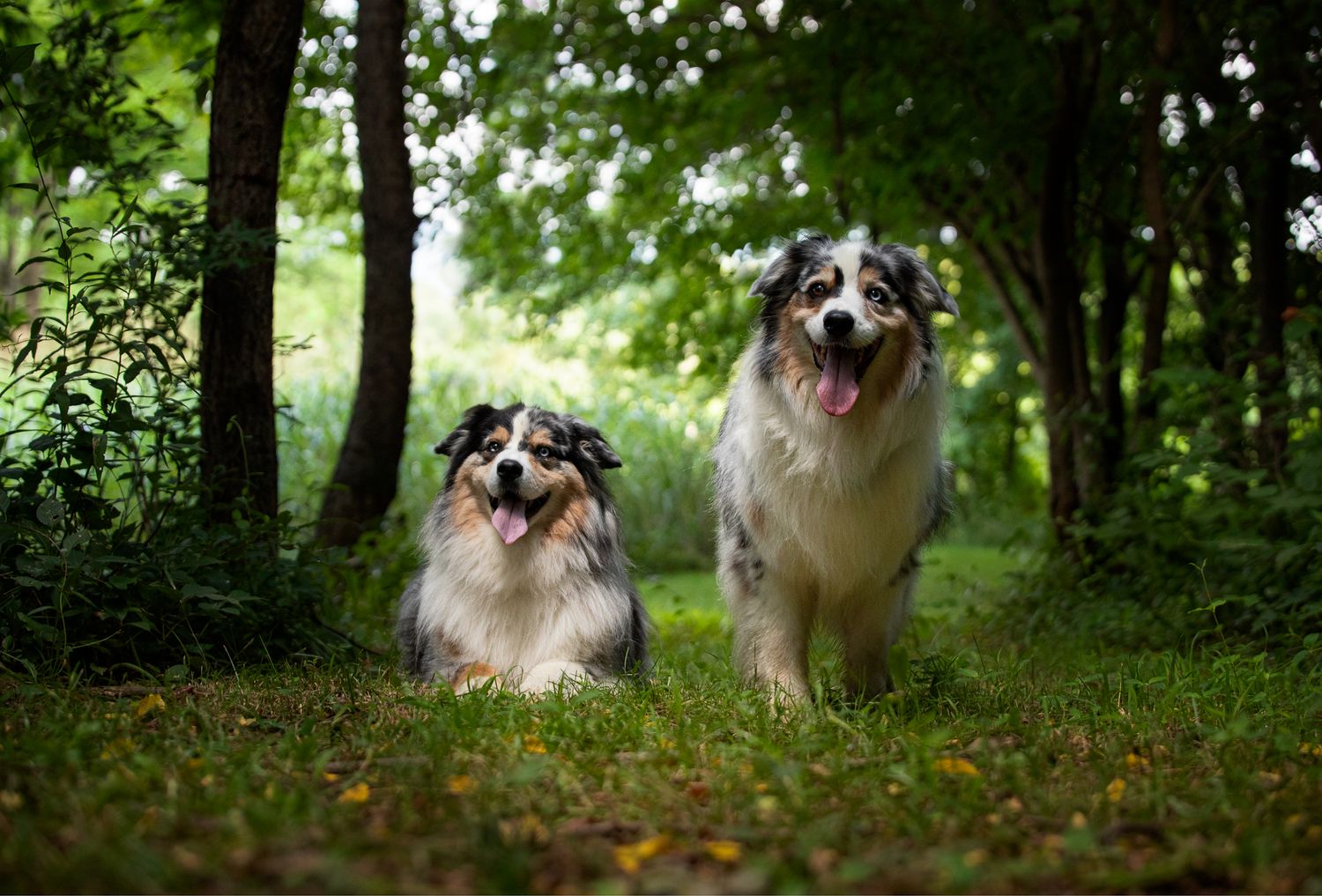 Two blue merle Australian Shepherds next to each other, one standing and one laying down with a grassy field and trees behind them