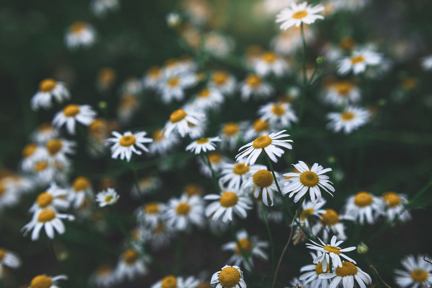 Close up muted photograph of daisies in field. New England New Hampshire photographer