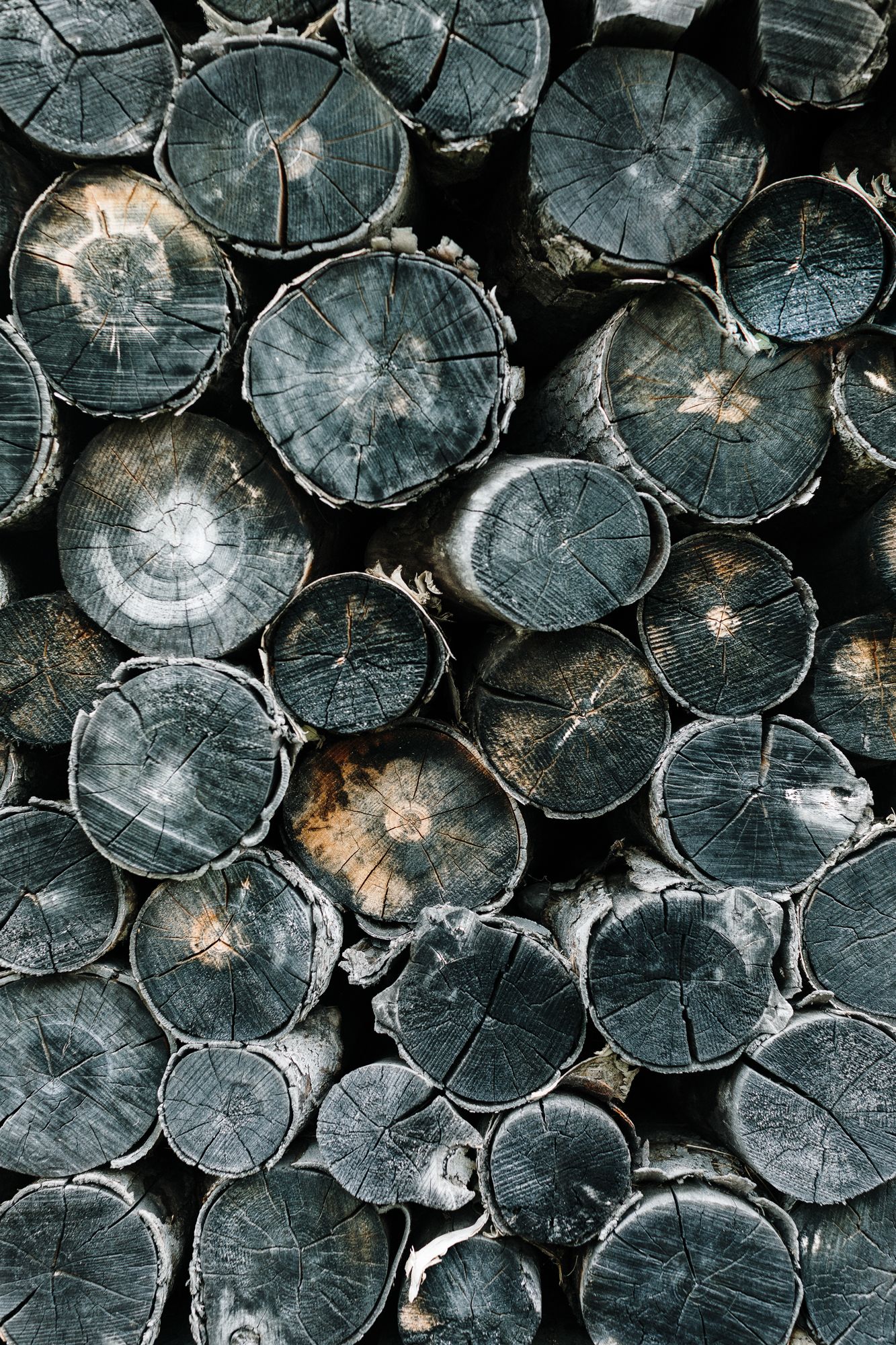 Close up of tree ring logs at Canterbury Shaker Village in Canterbury, New Hampshire. New Hampshire, New England photographer