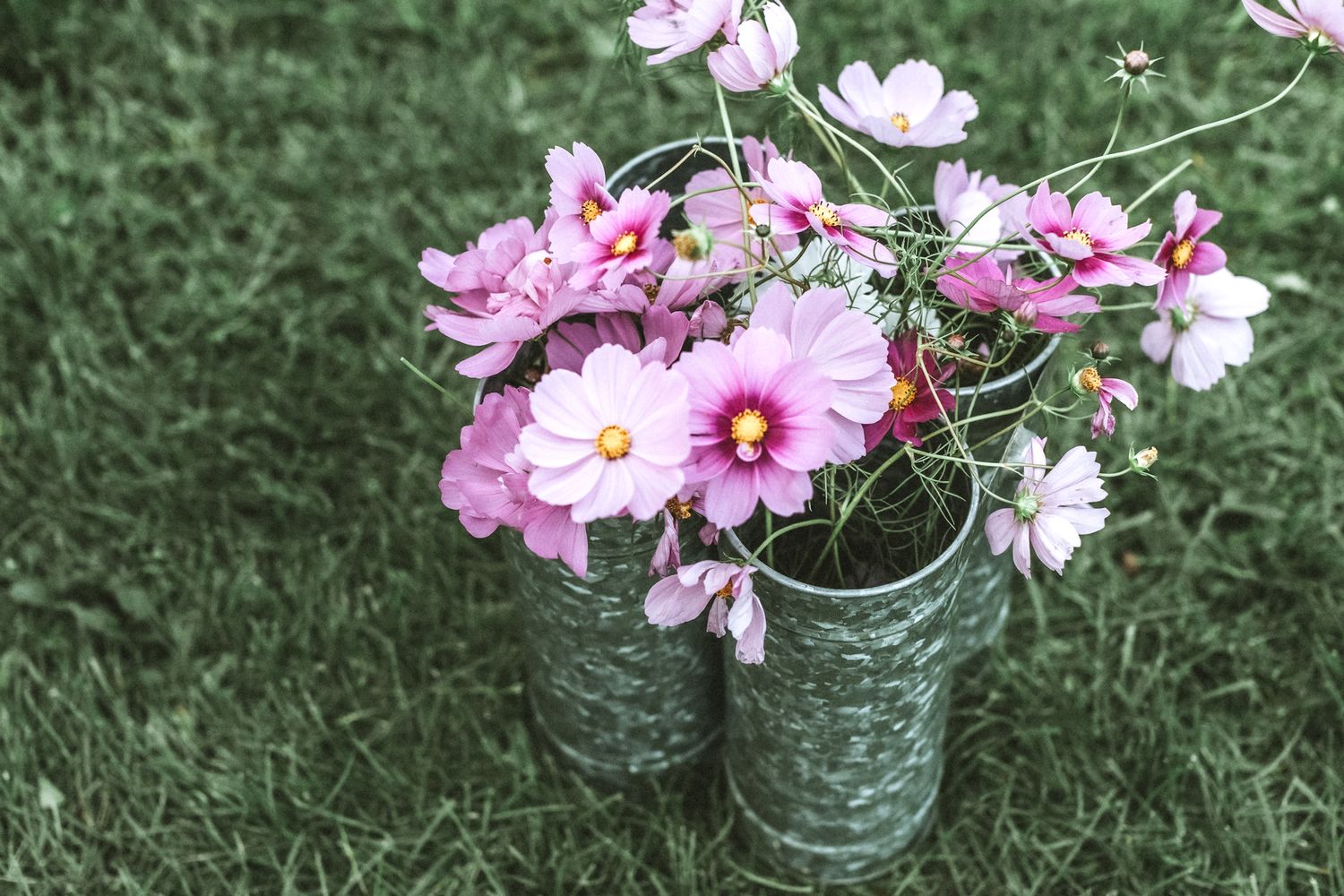 Delicate fucsia and pale pink cosmo flowers in a galvanized aluminum vase on grass. Southern Vermont New Hampshire wedding photographer