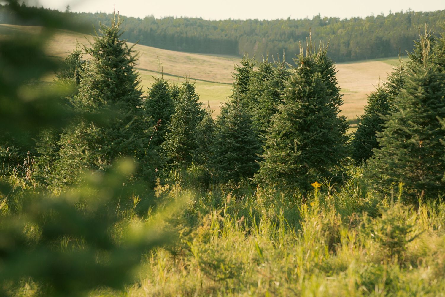 A row of tall evergreen pine trees in a lush green forest landscape with golden fields in the background.