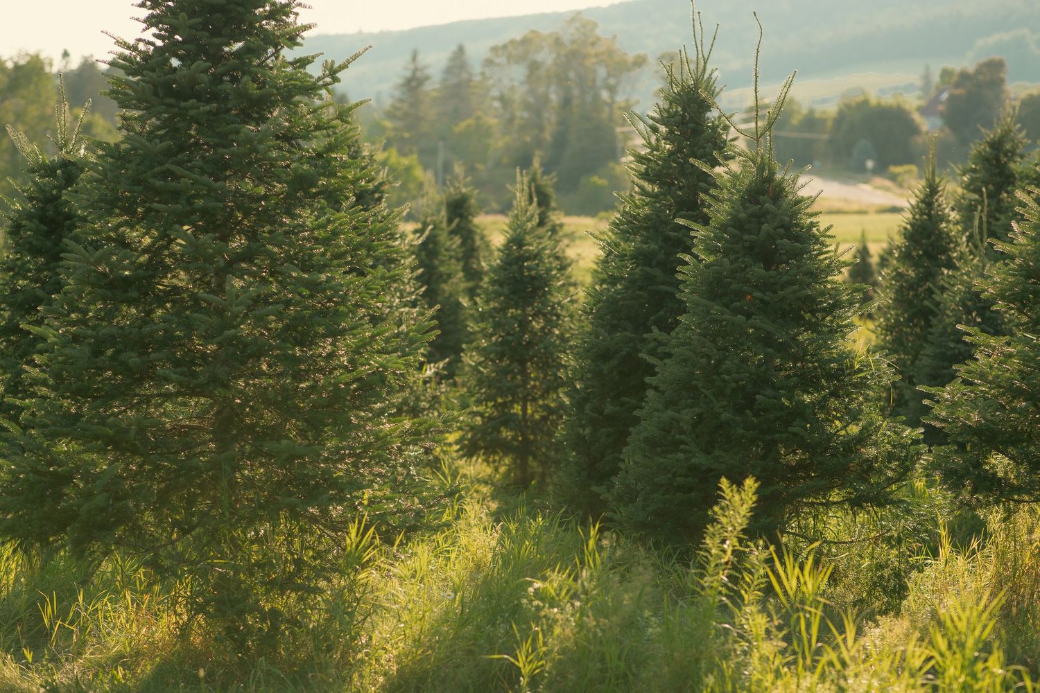 Lush green evergreen trees growing on a Christmas tree farm with rolling hills in the background.