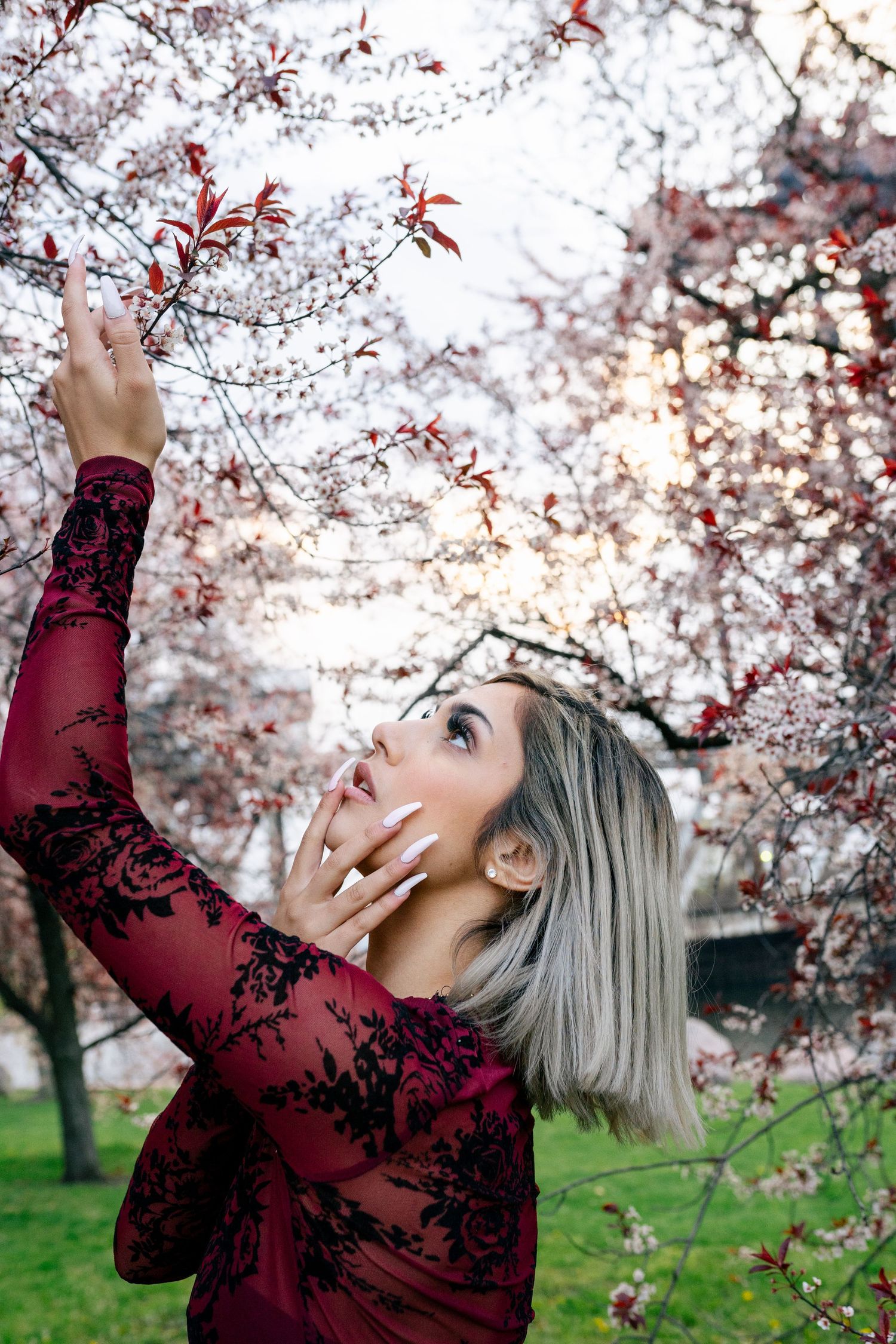 A person in a burgundy lace dress reaches up to touch cherry blossoms in a spring garden.