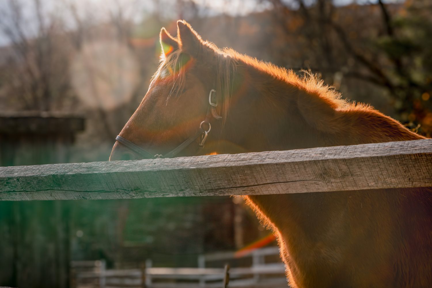travel photo of simsbury, ct with a horse highlighted by sunset