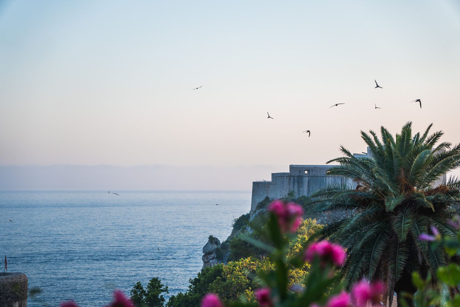 travel photo of croatian sea side with purple flowers bloomed and birds flying off screen at sunset