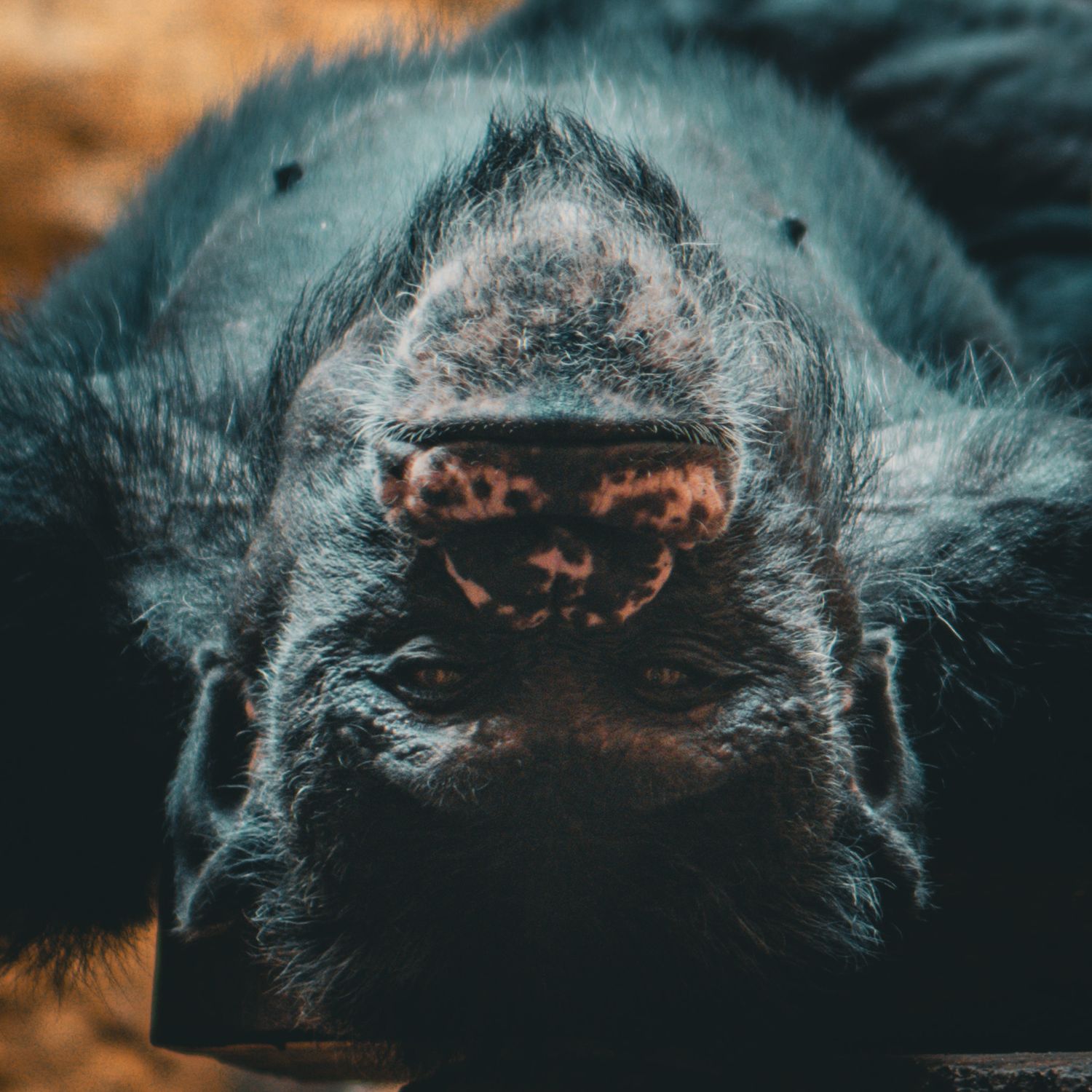 travel photo of berlin zoo with chimpanzee laying upside down staring deep into the cameras eyes