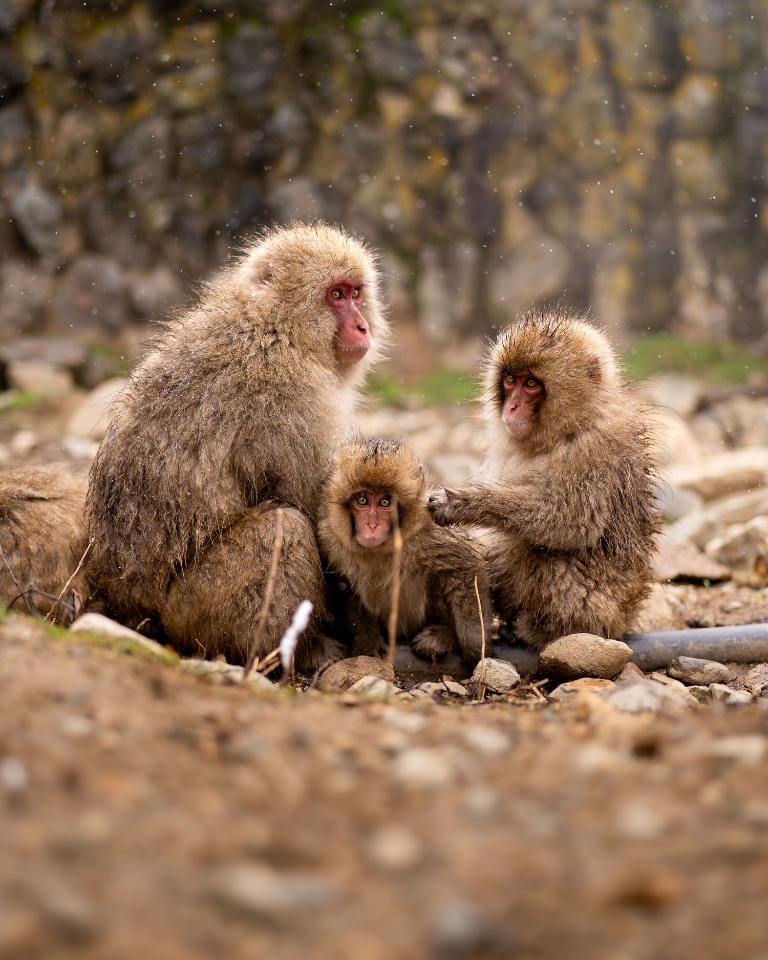 travel photo of three Japanese macaques huddling together during a light winter snow among an earthy backdrop