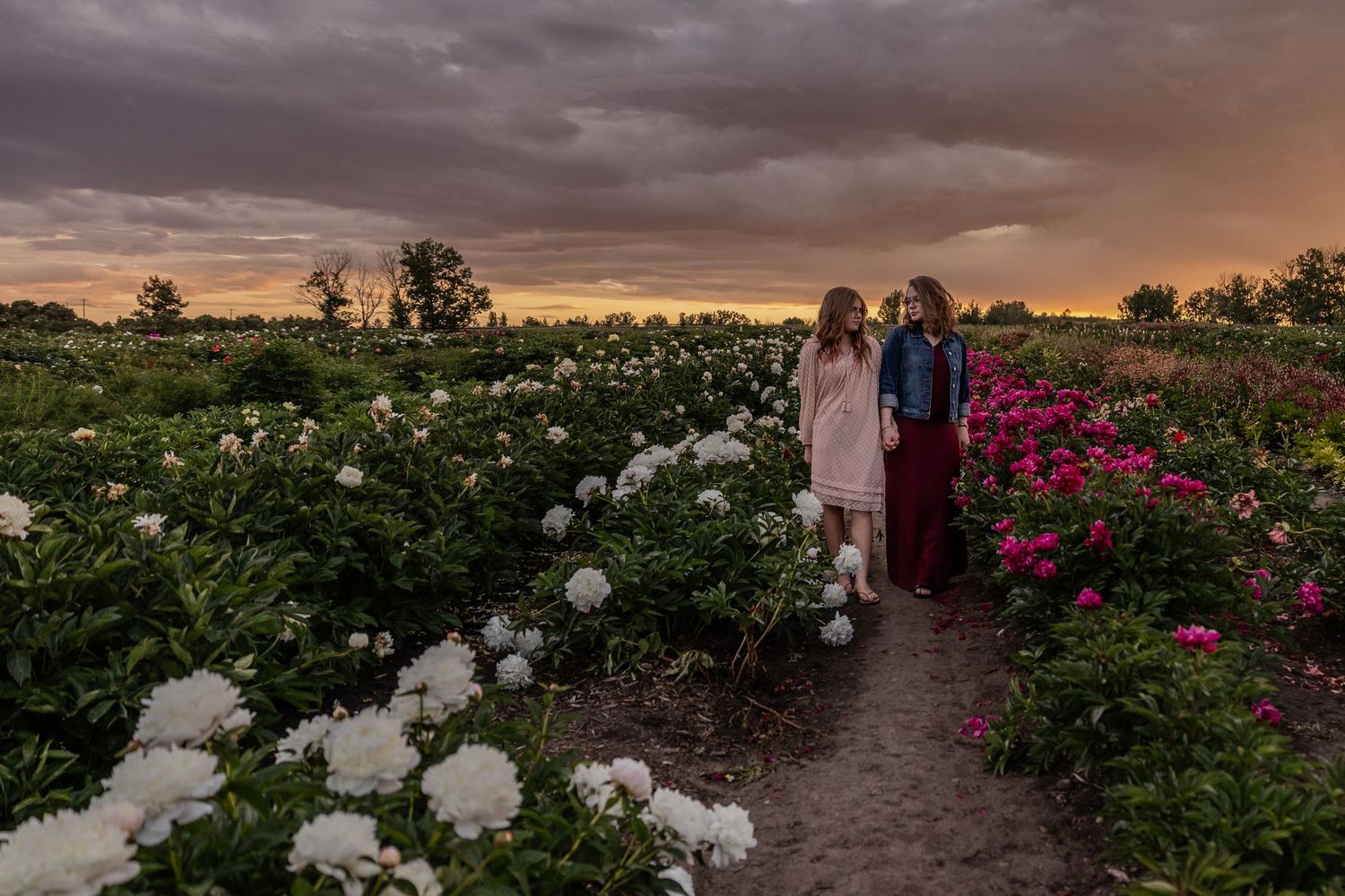Rows of colorful flowers bloom in a field at sunset with dramatic orange and purple clouds in the sky.