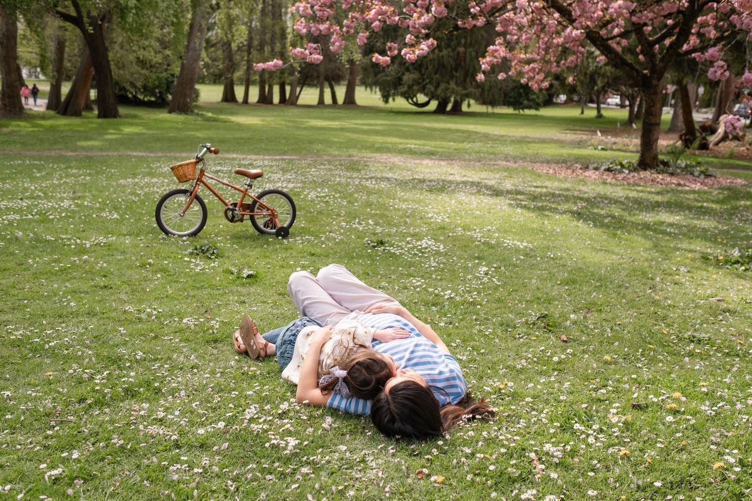 A vintage bicycle parked on grass near blooming cherry trees with scattered white flowers in springtime.