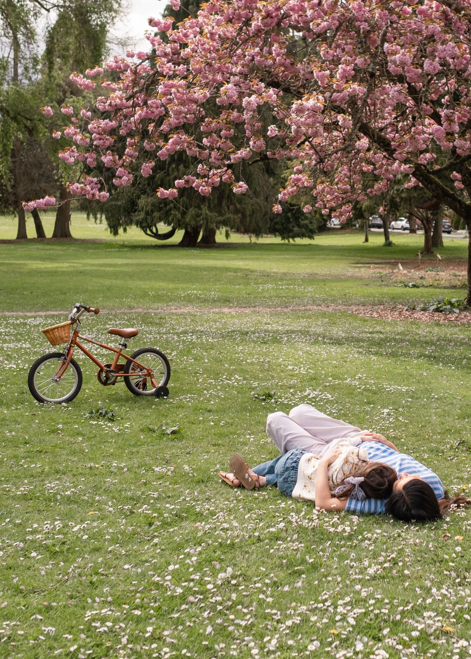 Bicycle parked near blooming cherry trees with someone relaxing on grass in a spring park setting.