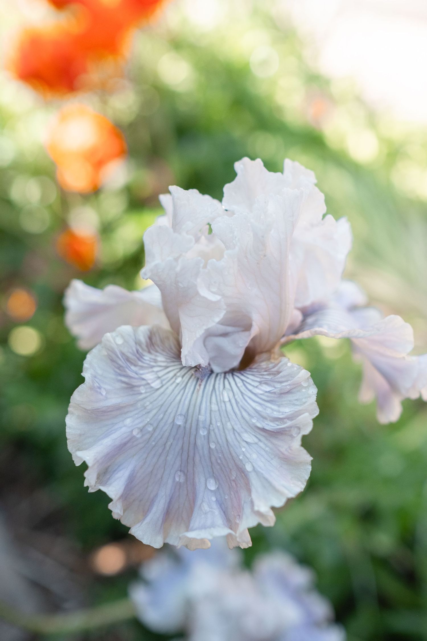Close-up of a delicate white bearded iris flower with water droplets on ruffled petals.