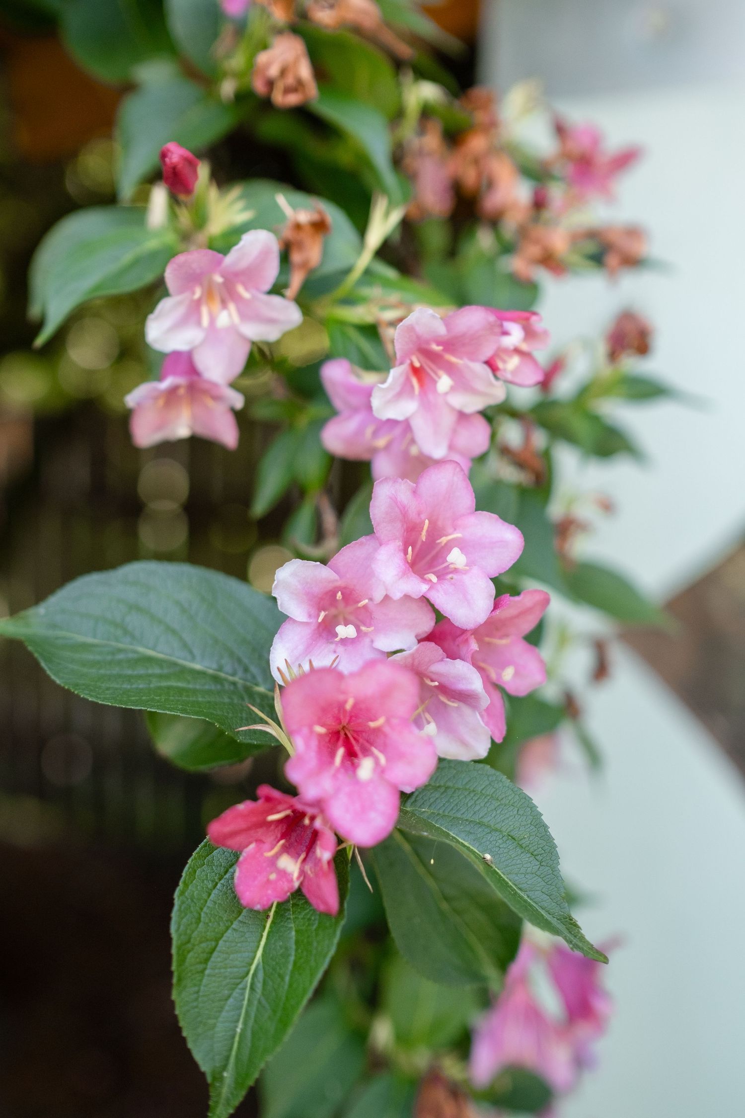 Pink weigela flowers with green leaves blooming on a branch in a garden setting.