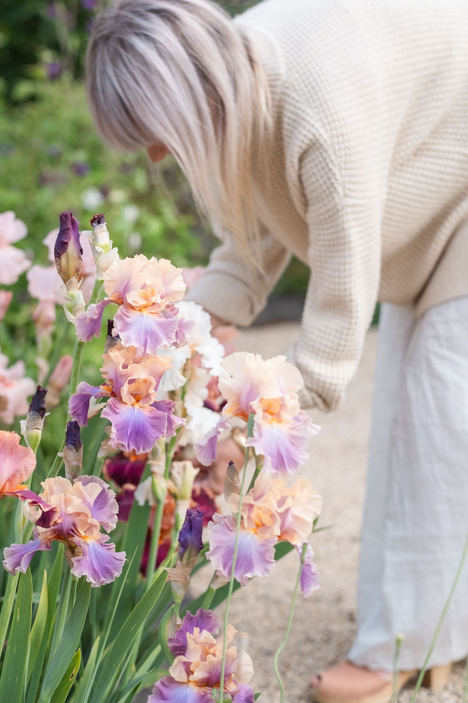 Woman in beige sweater bending to smell colorful purple and peach iris flowers in a garden.