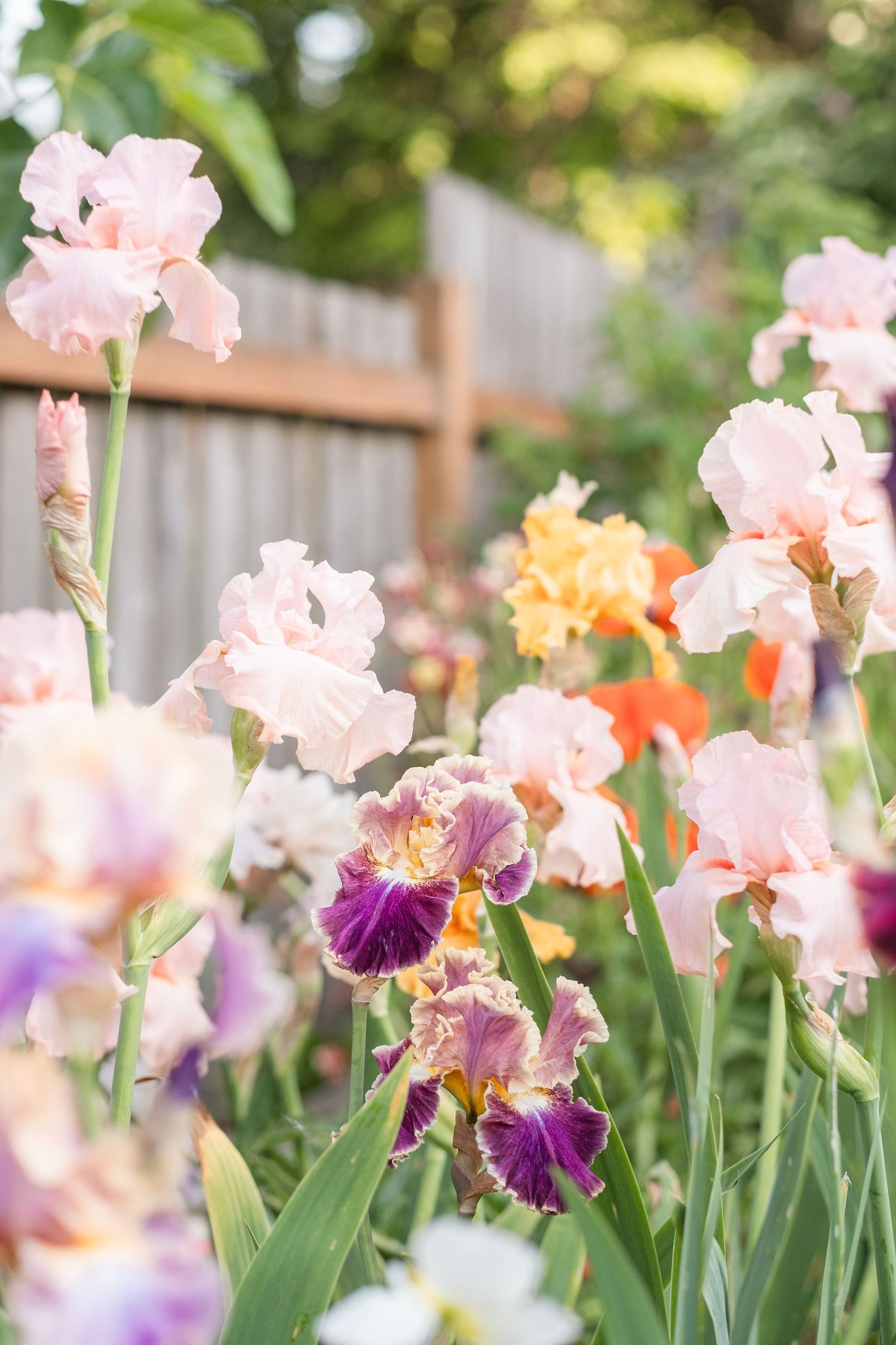 Colorful bearded iris flowers blooming in a backyard garden with wooden fence.