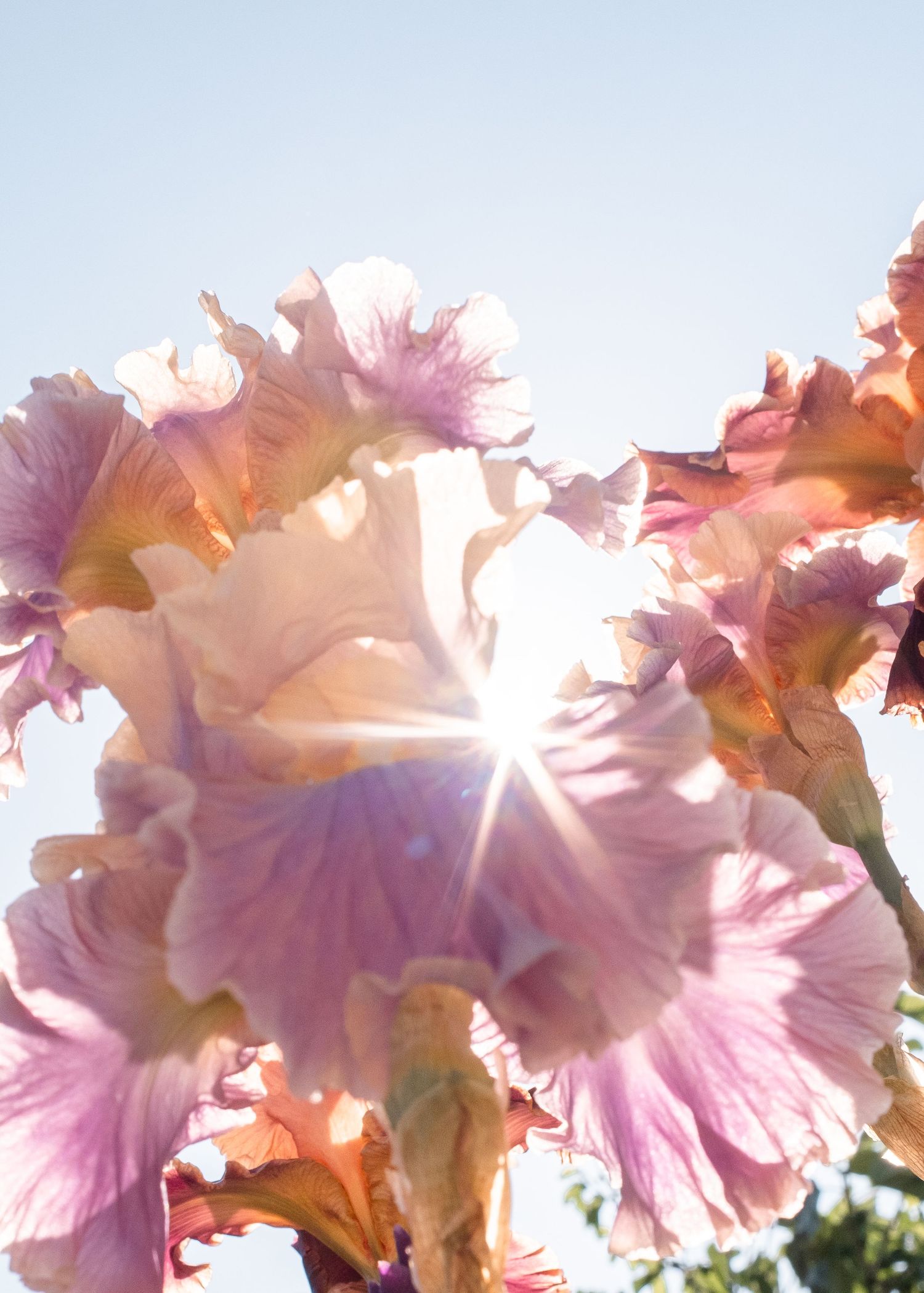 Sunlit pink and peach iris flowers glowing against a clear sky with a bright star burst of light shining through the petals.