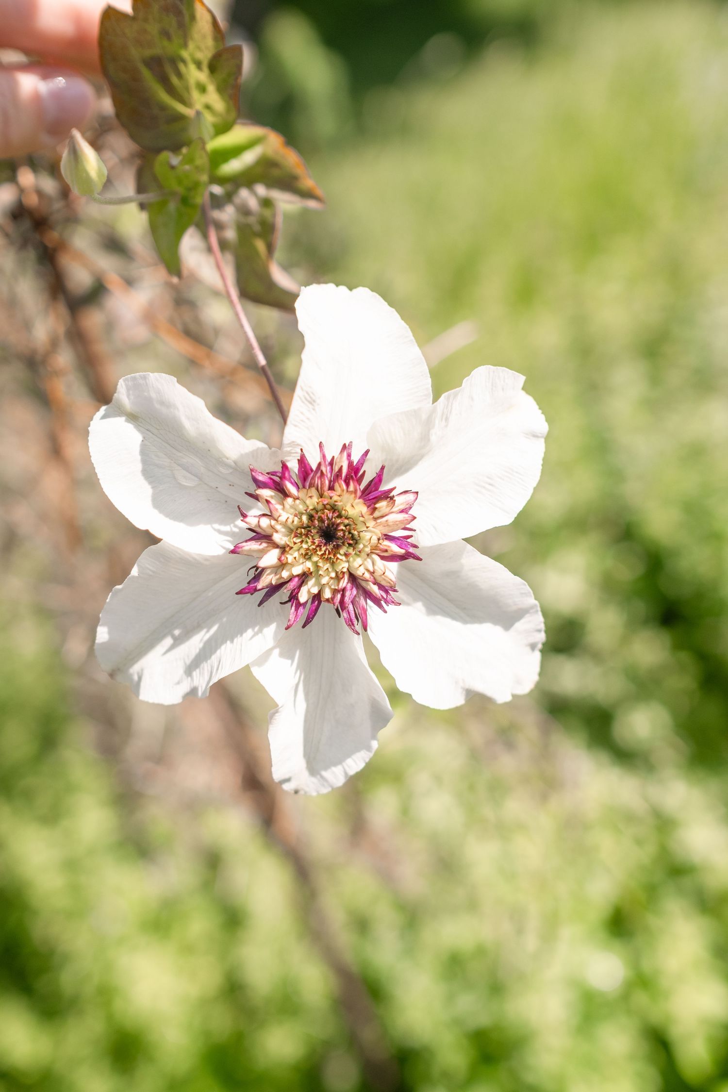 A delicate white flower with pink and yellow center blooms in sunlight against a lush green garden background.