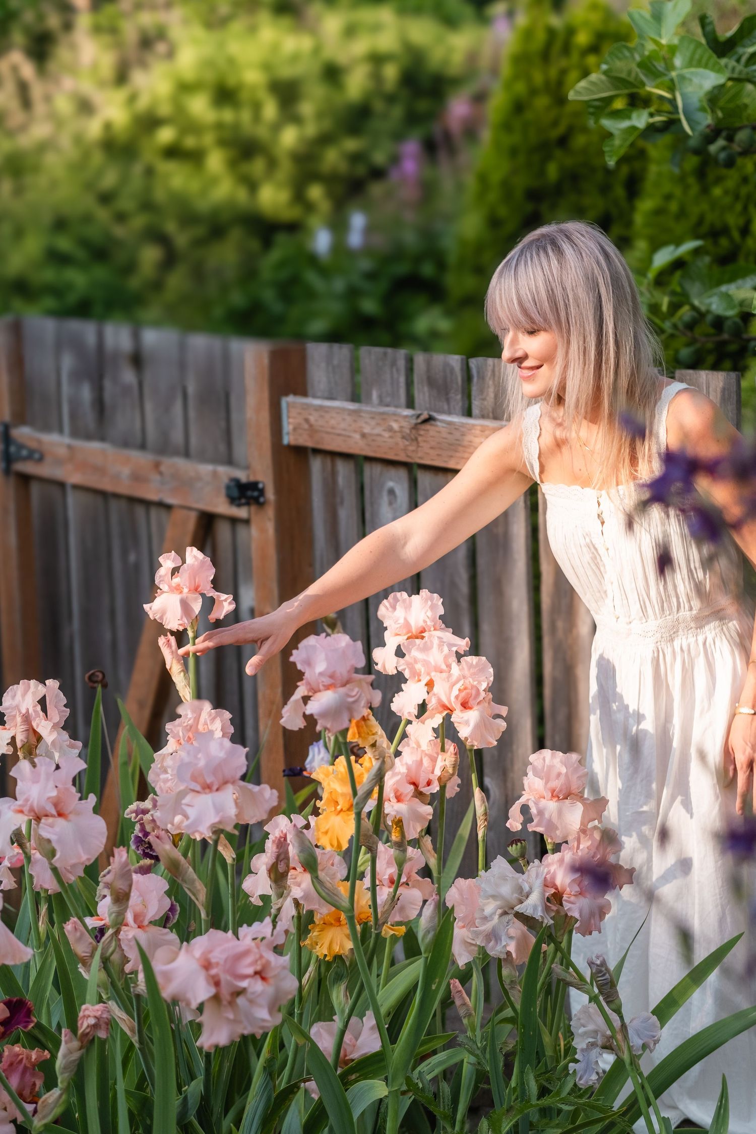 Blonde woman in white dress gently touching blooming pink iris flowers along a rustic wooden garden fence.