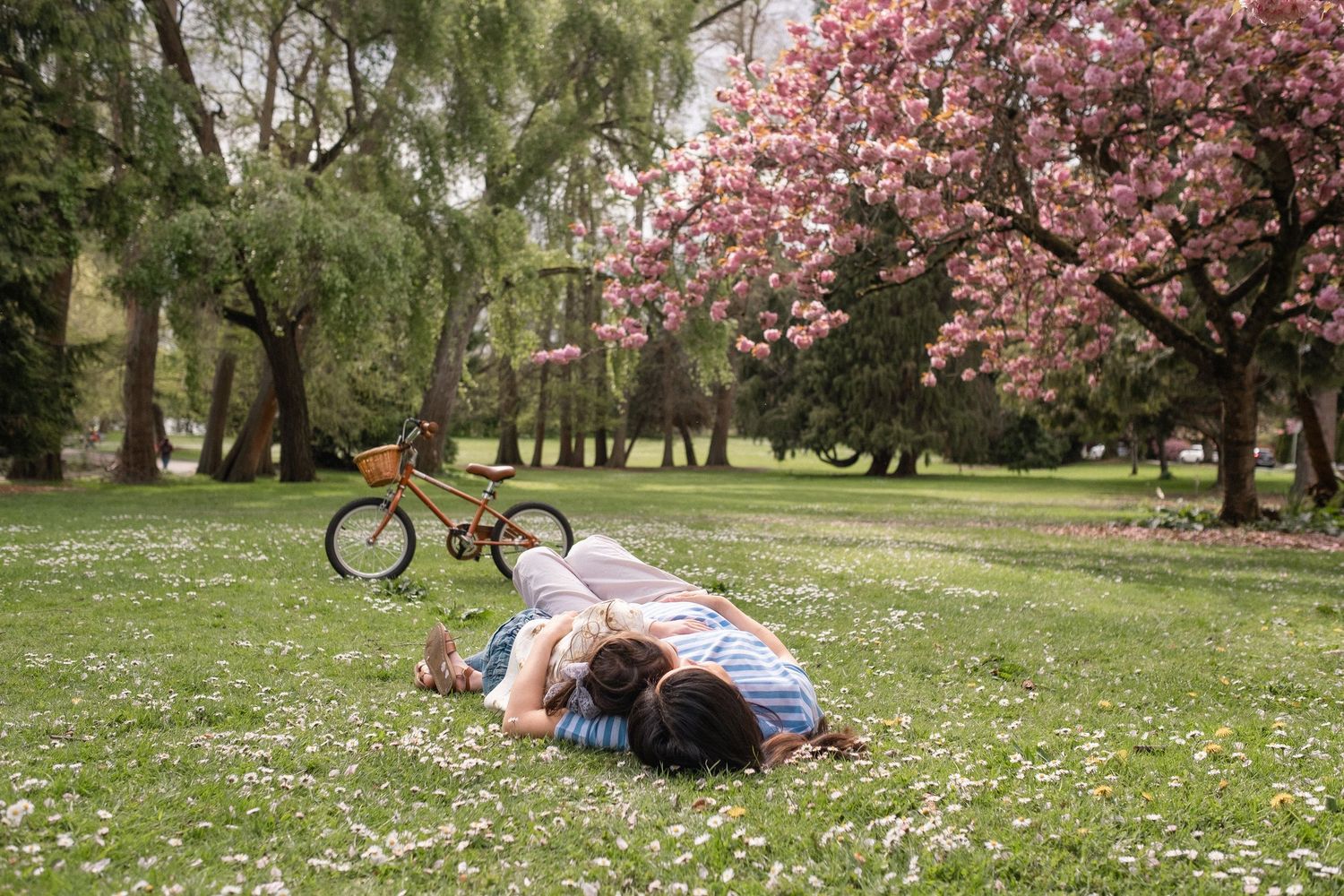 A couple relaxes on grass under blooming cherry blossom trees in a peaceful spring park setting.