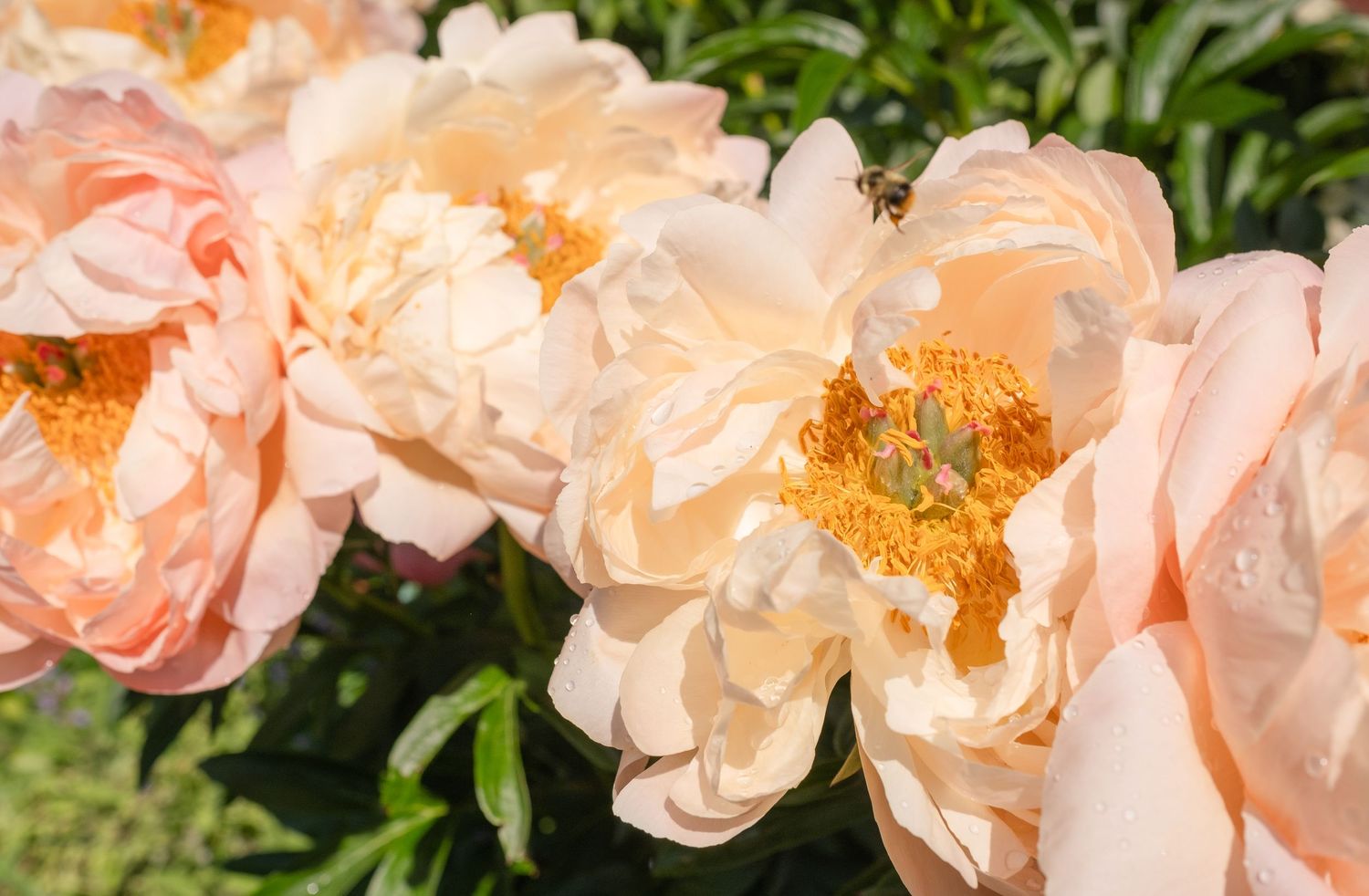 Soft peach peonies in full bloom with golden stamens, visited by a bee, set against lush green foliage in bright sunlight.