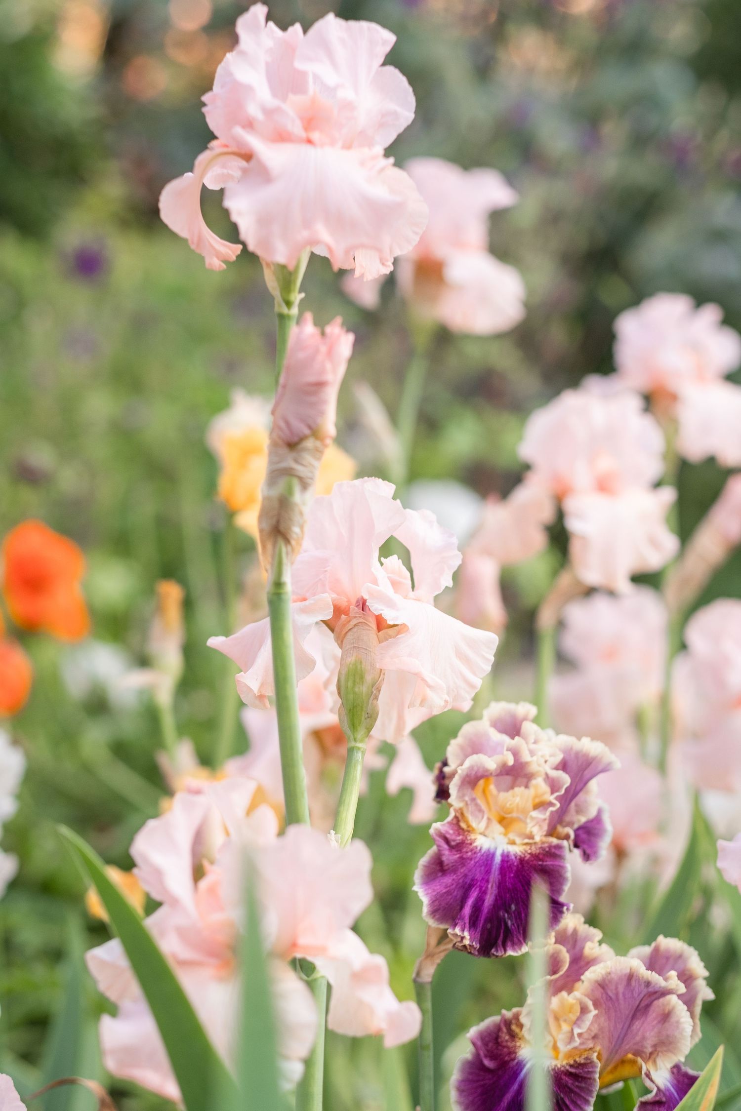 A vibrant garden of blooming bearded iris flowers in pink, purple, and orange hues surrounded by lush green foliage.
