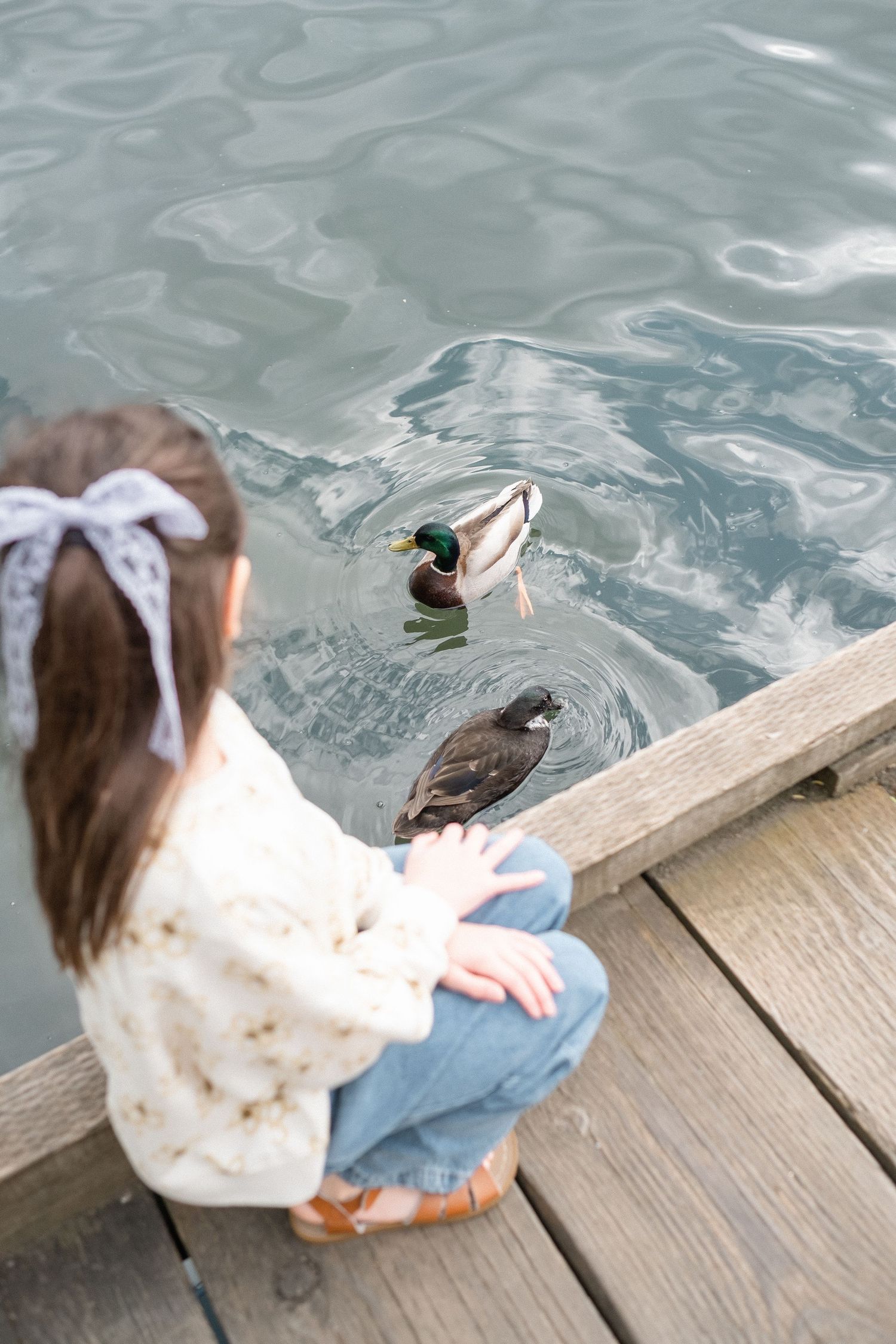 A peaceful scene of watching ducks swim from a wooden dock on a calm, grey day.