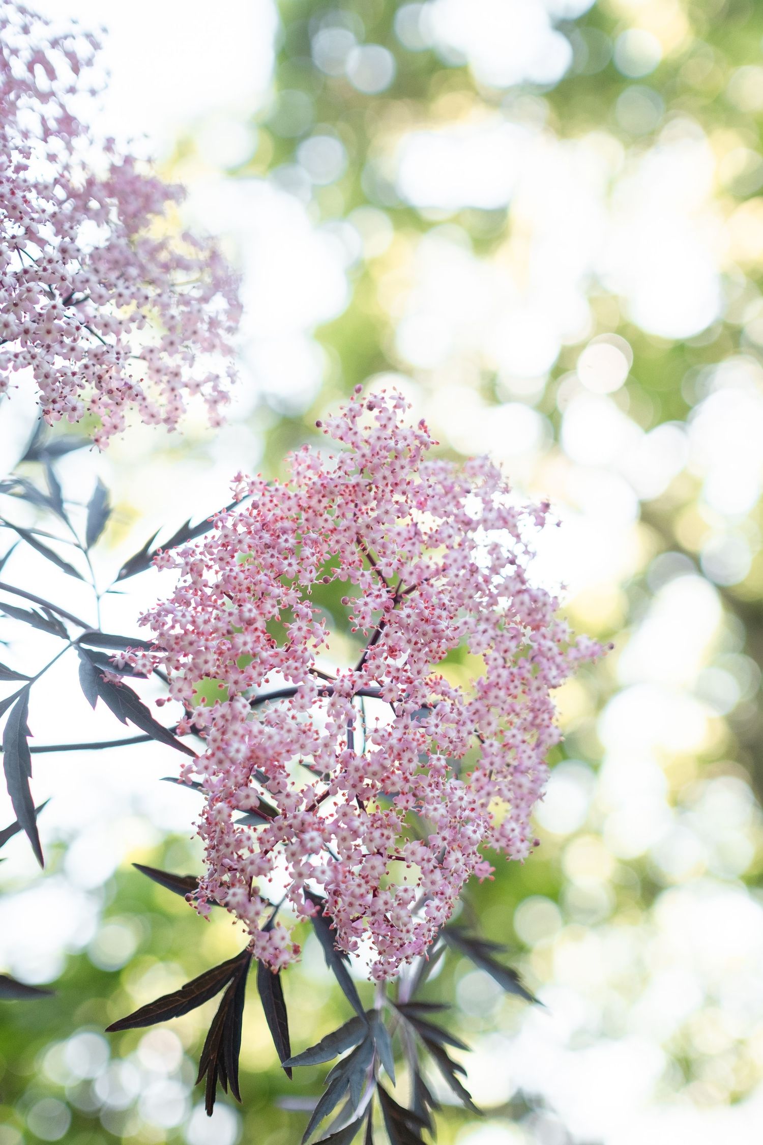 Delicate pink elderflower blossoms with dark leaves against a soft bokeh green background.