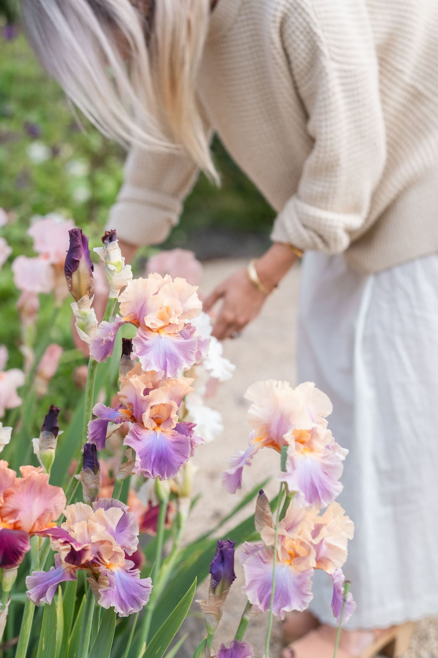 Woman in beige sweater bending over colorful purple and peach iris flowers in garden.