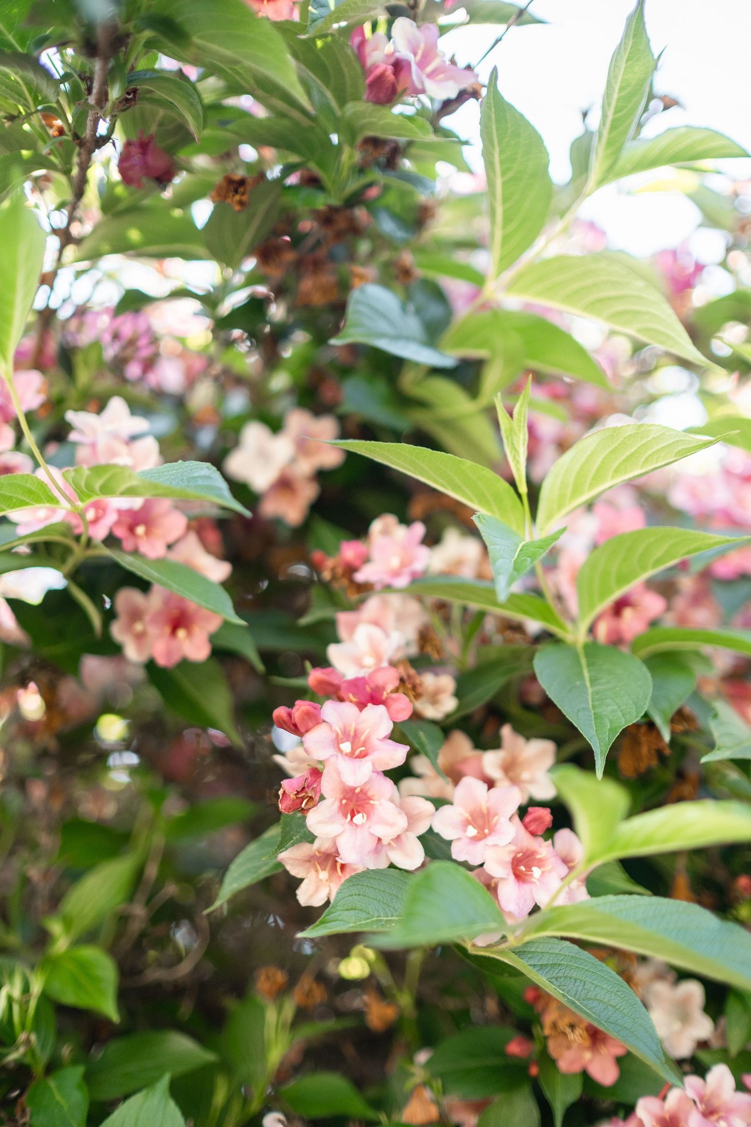 Pink weigela shrub in full bloom with lush green leaves in a garden setting.