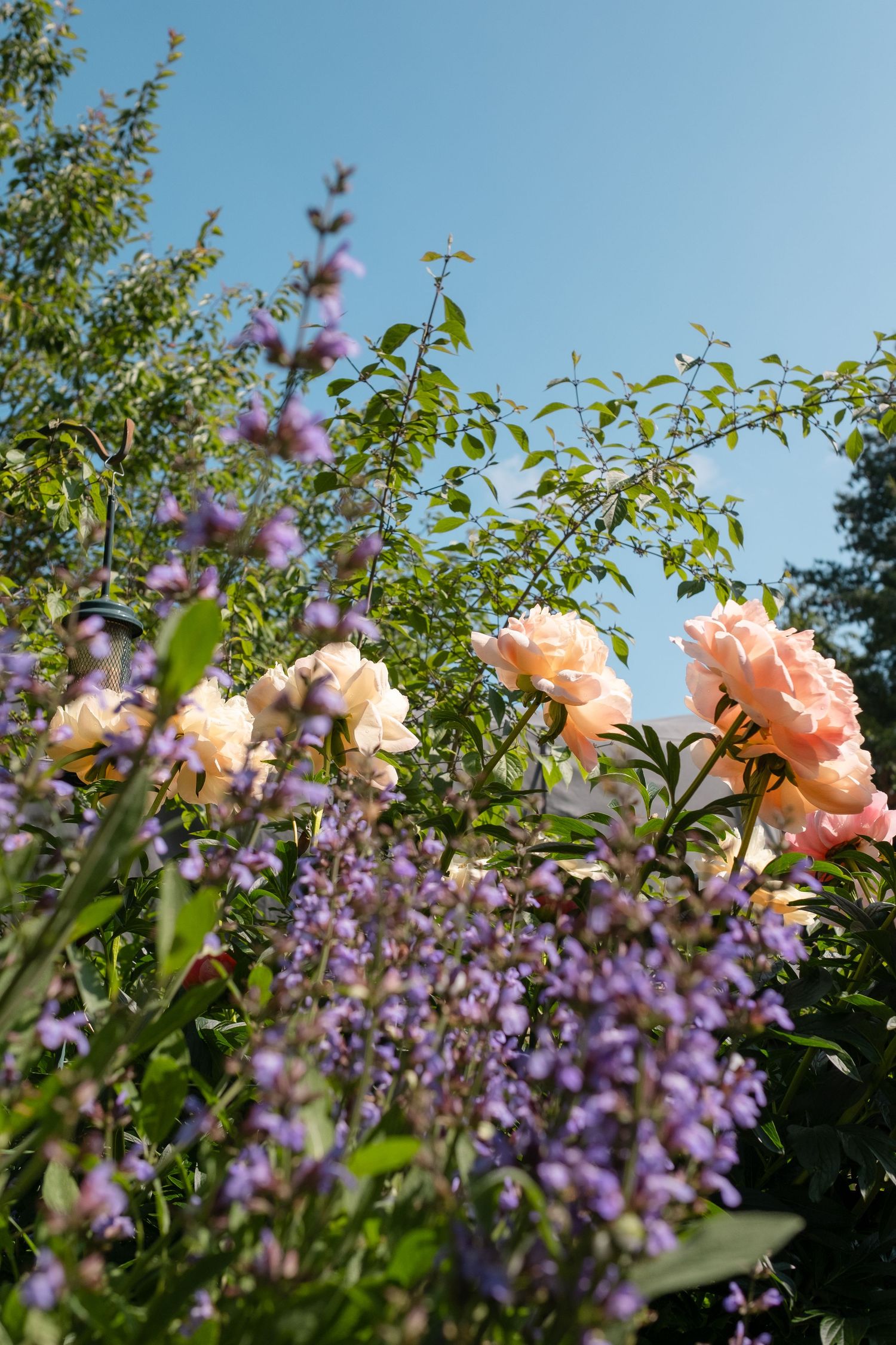 Peach roses and purple lavender flowers blooming in a lush garden under a clear blue sky.