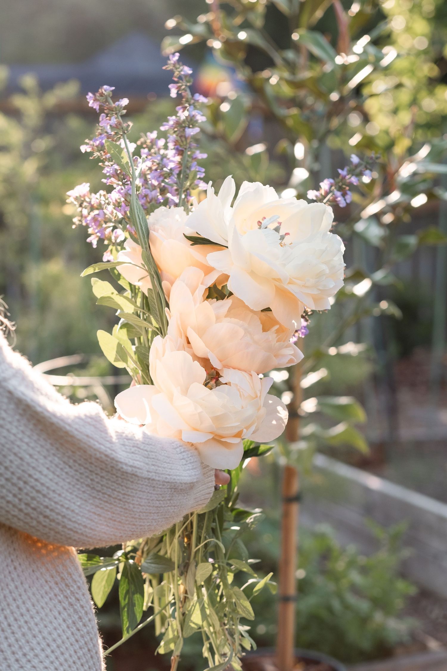 Hand holding a bouquet of white peonies and purple lavender in a sunny garden.
